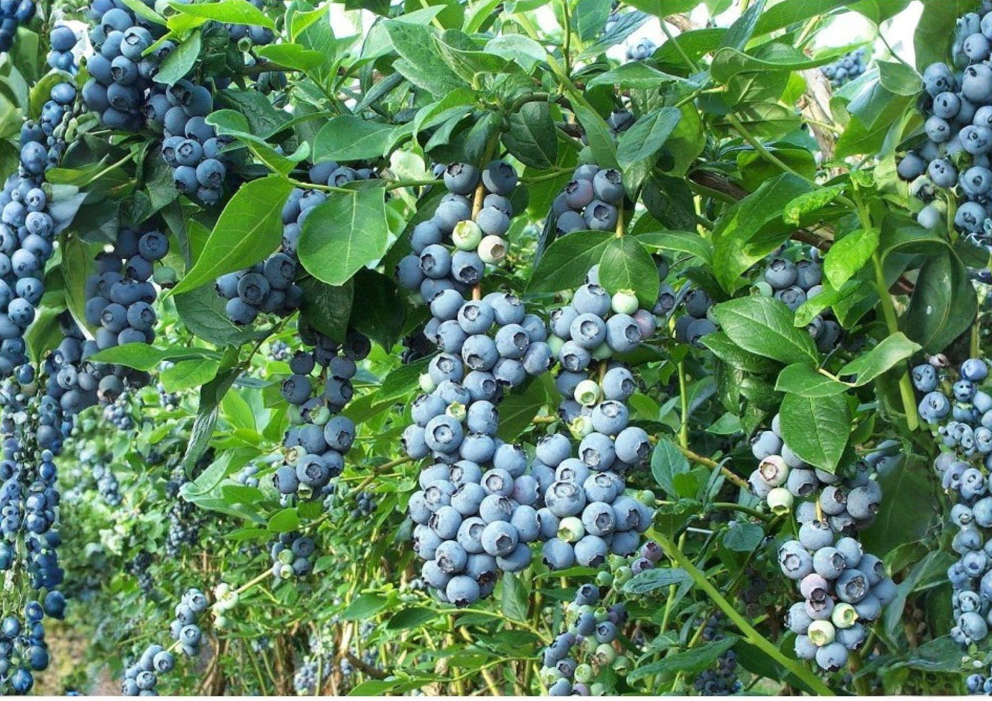 Blueberry Seeds 100+ Heirloom Non-GMO Highbush Vaccinium Corymbosum Sweet Fruit Garden Planting