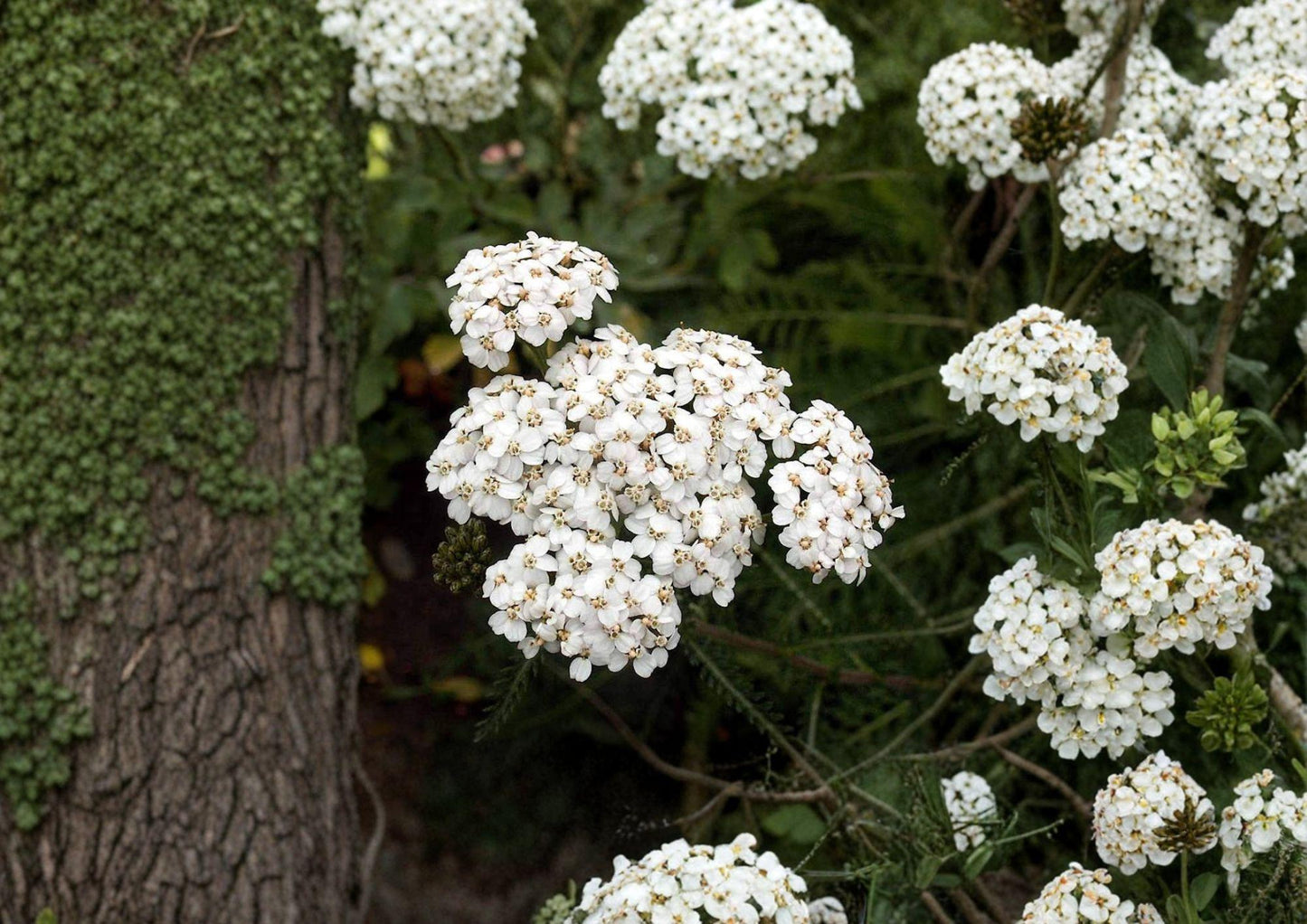 White Yarrow Seeds - 2000+ Non-GMO Achillea Millefolium, Perennial Pollinator-Friendly Medicinal Herb for Wildflower Gardens