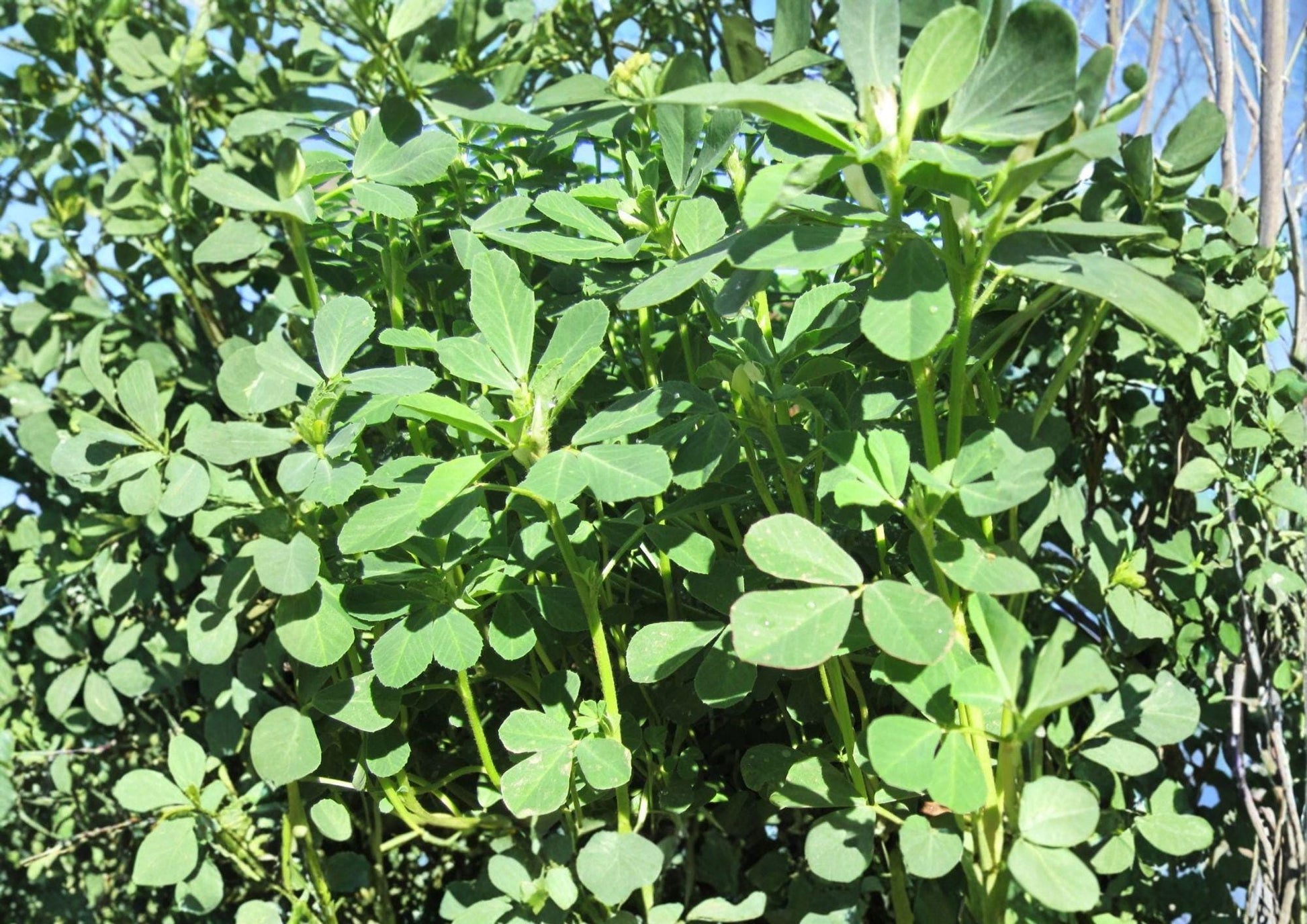 Molokhia Seeds - 200+ Heirloom Egyptian Spinach Non-GMO Corchorus Olitorius Leafy Green Vegetable Garden Seeds