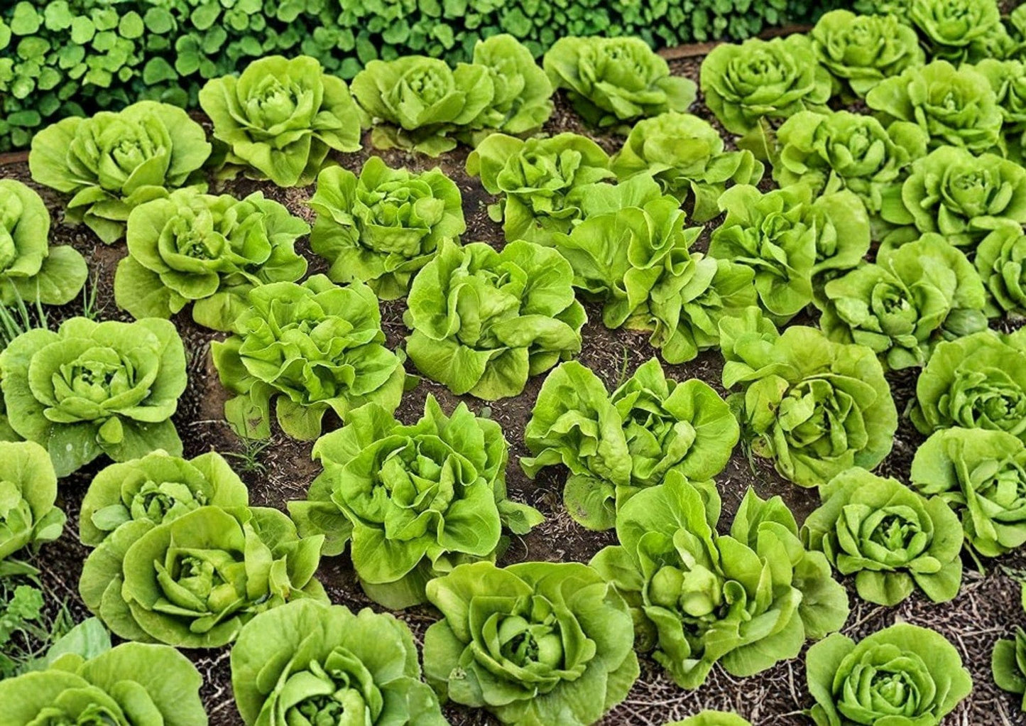 Buttercrunch Lettuce Seeds - 1000+ Heirloom Non-GMO Crisp Tender Leafy Greens - Lactuca Sativa for Vegetable Garden