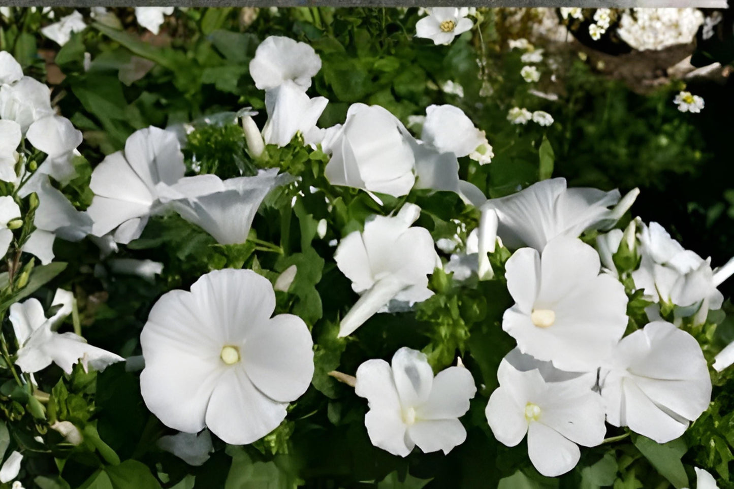 Dwarf White Mallow Seeds - 40 Lavatera Trimestris - Compact Flowering Plant for Borders & Containers - Easy Care Gardening