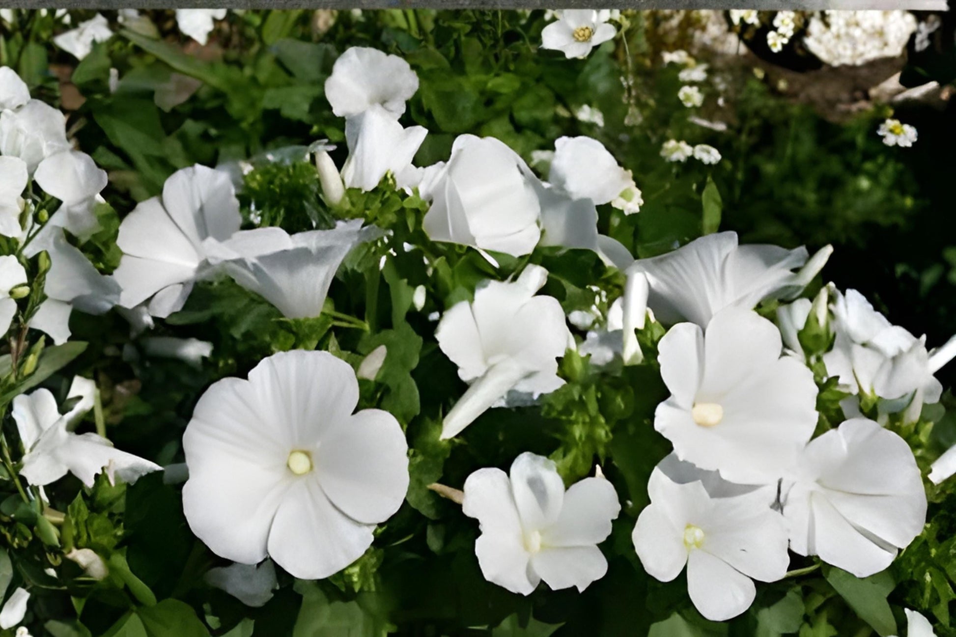 Dwarf White Mallow Seeds - 40 Lavatera Trimestris - Compact Flowering Plant for Borders & Containers - Easy Care Gardening