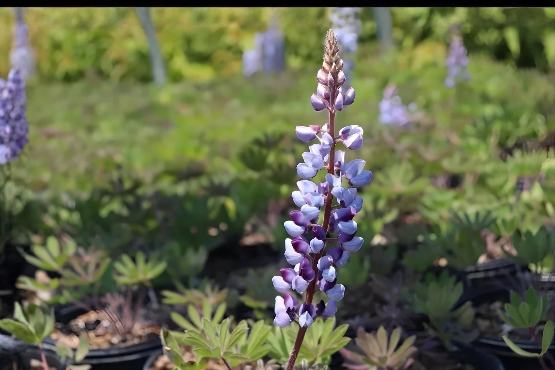 Blue Lupine Seeds (25) | Stunning Blue Flower Spikes | Lupinus perennis | Native Perennial for Pollinator Gardens