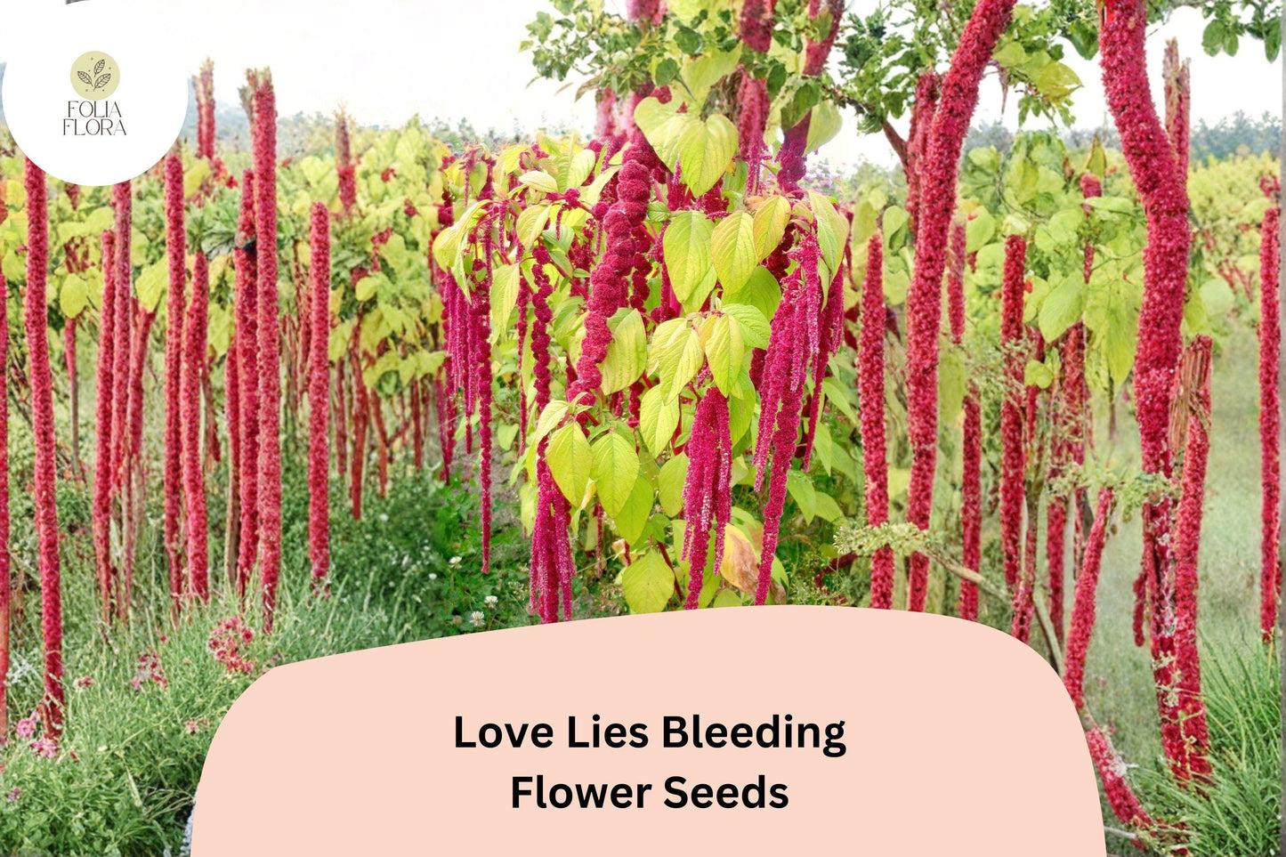 Love Lies Bleeding Seeds - 100 Amaranthus caudatus - Ornamental Red Flower - Cascading Trailing Plant for Gardens & Borders