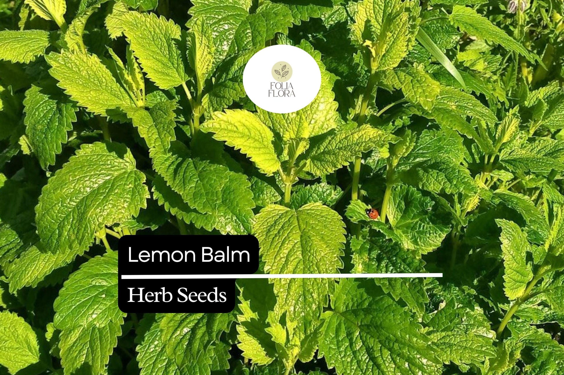 Lemon Balm Seeds - 100 Count - Aromatic Herb for Gardens - Melissa officinalis - Easy to Grow, Fresh Lemon Scented Leaves