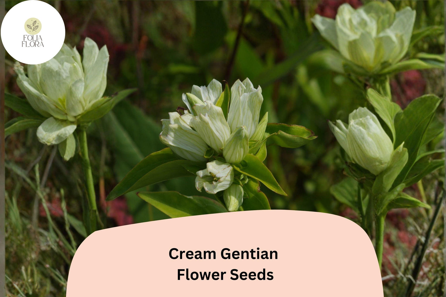Cream Gentian Seeds, 100 Pack, Pale Yellow Wildflower, Gentiana flavida, Native Perennial for Pollinator & Woodland Gardens