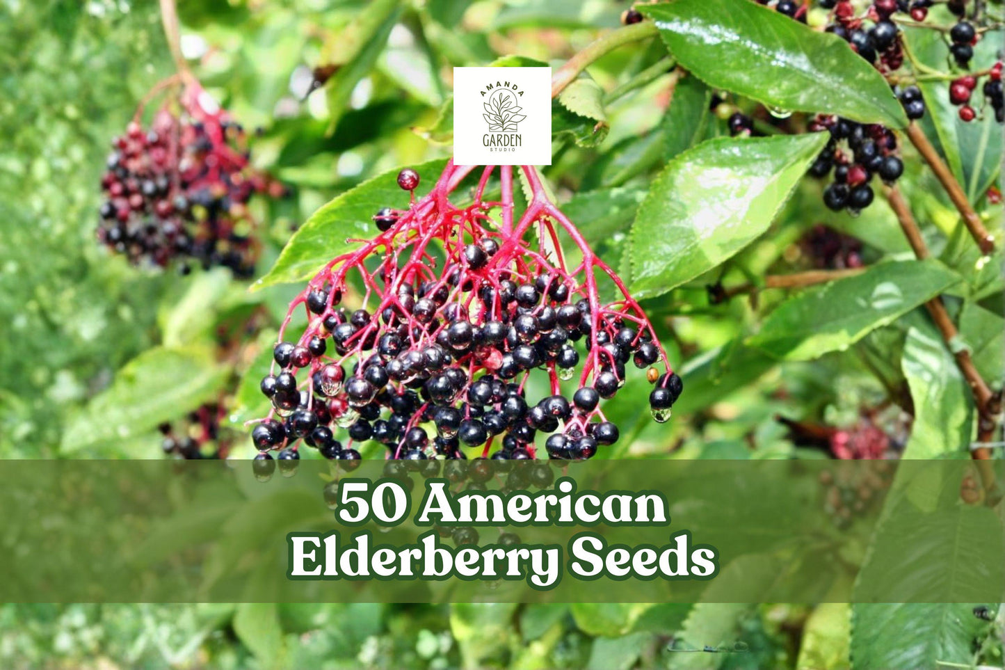 50 American Elderberry Seeds - Sambucus canadensis - Deciduous Shrub for Berry Gardens, White Flowers, Dark Berries