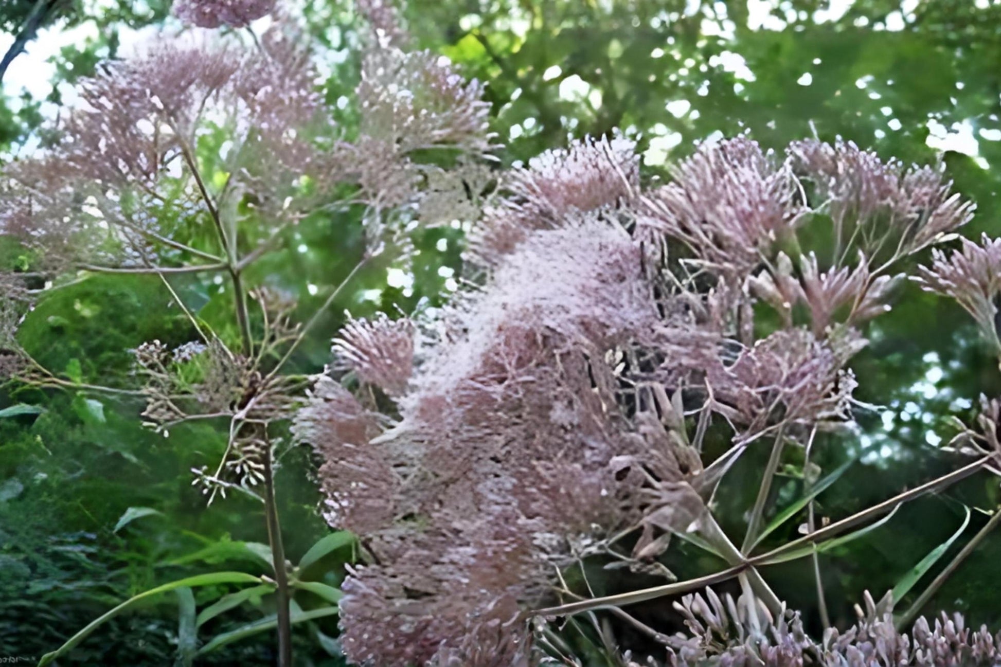 Hollow Joe Pye Weed Seeds (100) | Eutrochium fistulosum | Native Wildflower for Pollinator Gardens & Butterflies