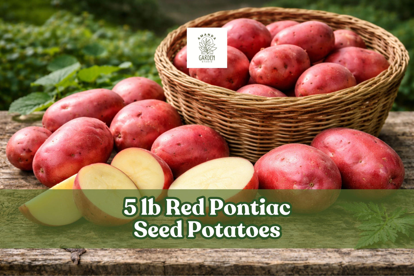 Red Pontiac Seed Potatoes 5 lb - Smooth Red Skin Variety for Home Garden - Solanum tuberosum, Easy to Grow Vegetable Crop