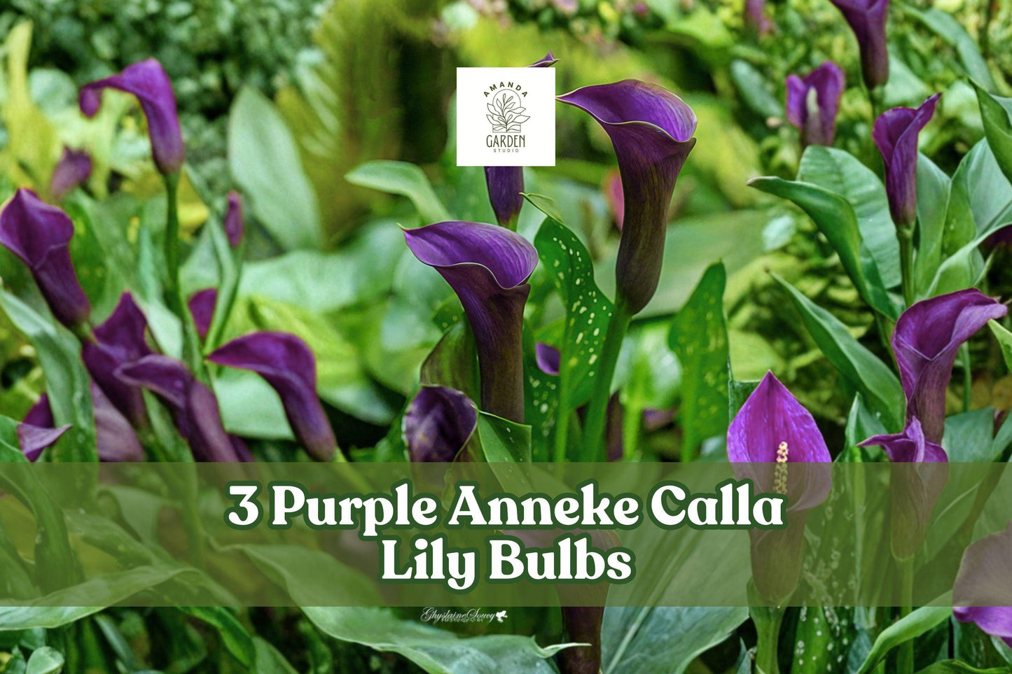 Purple Anneke Calla Lily Bulbs - 3 Pack - Deep Purple Trumpet Flowers - Zantedeschia - Elegant Garden & Cut Flower Option