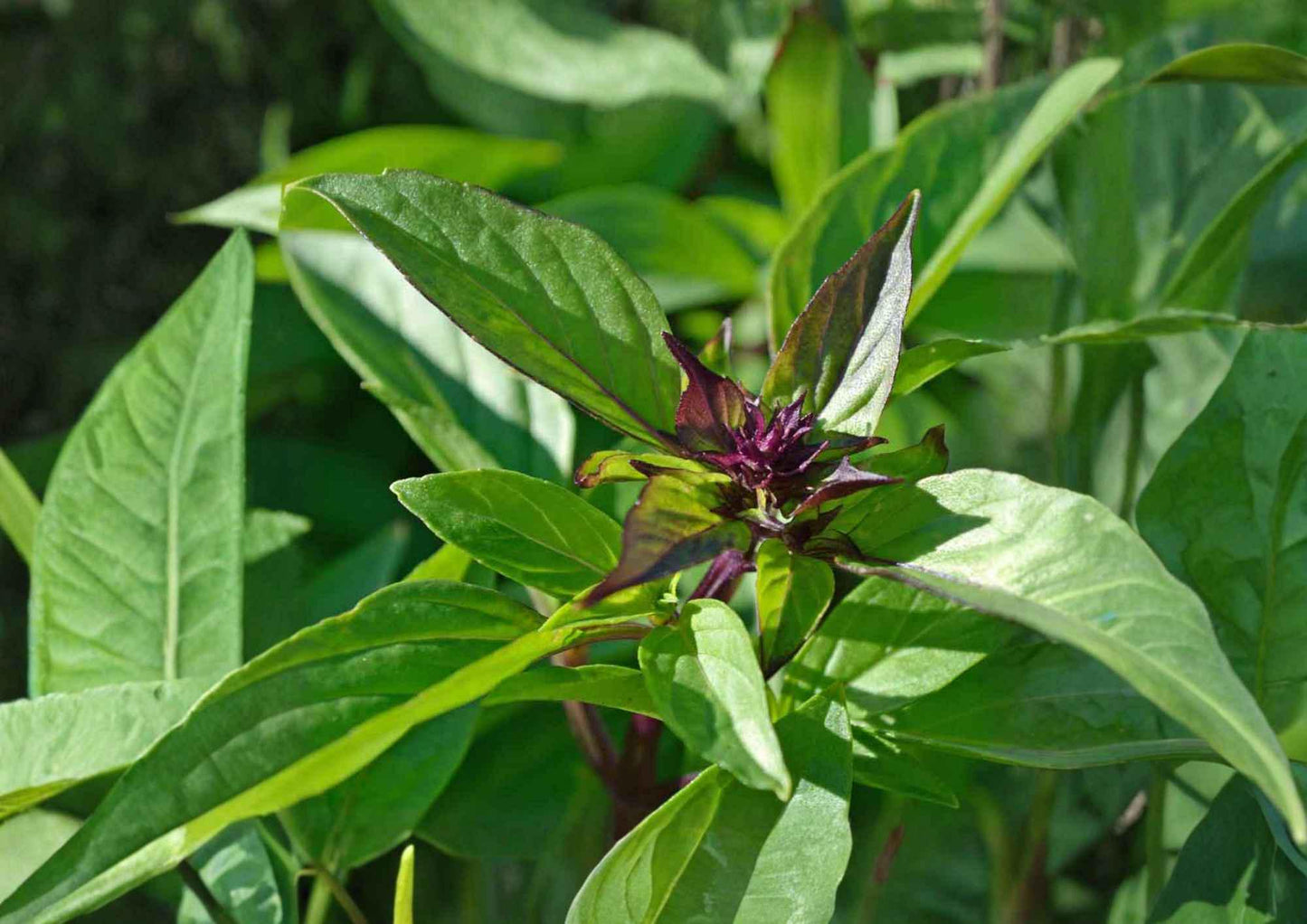 Thai Basil Seeds 500+ Heirloom Non-GMO Sweet Basil Culinary Herb Seeds Ocimum basilicum for Garden Planting