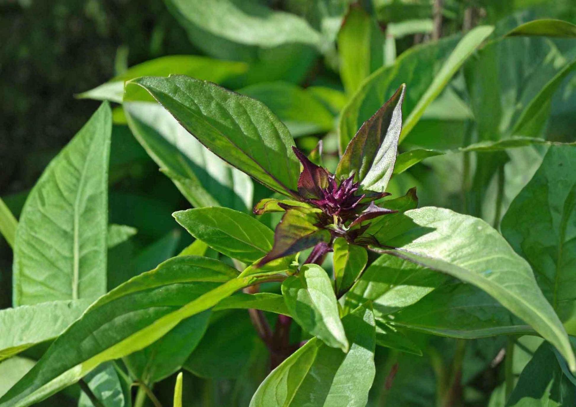 Thai Basil Seeds 500+ Heirloom Non-GMO Sweet Basil Culinary Herb Seeds Ocimum basilicum for Garden Planting