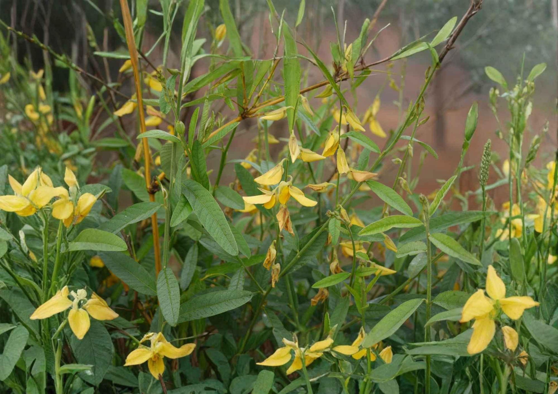 Sunn Hemp Seeds 100 Count Heirloom Non-GMO Crotalaria Juncea Nitrogen Fixing Cover Crop for Garden Soil Improvement