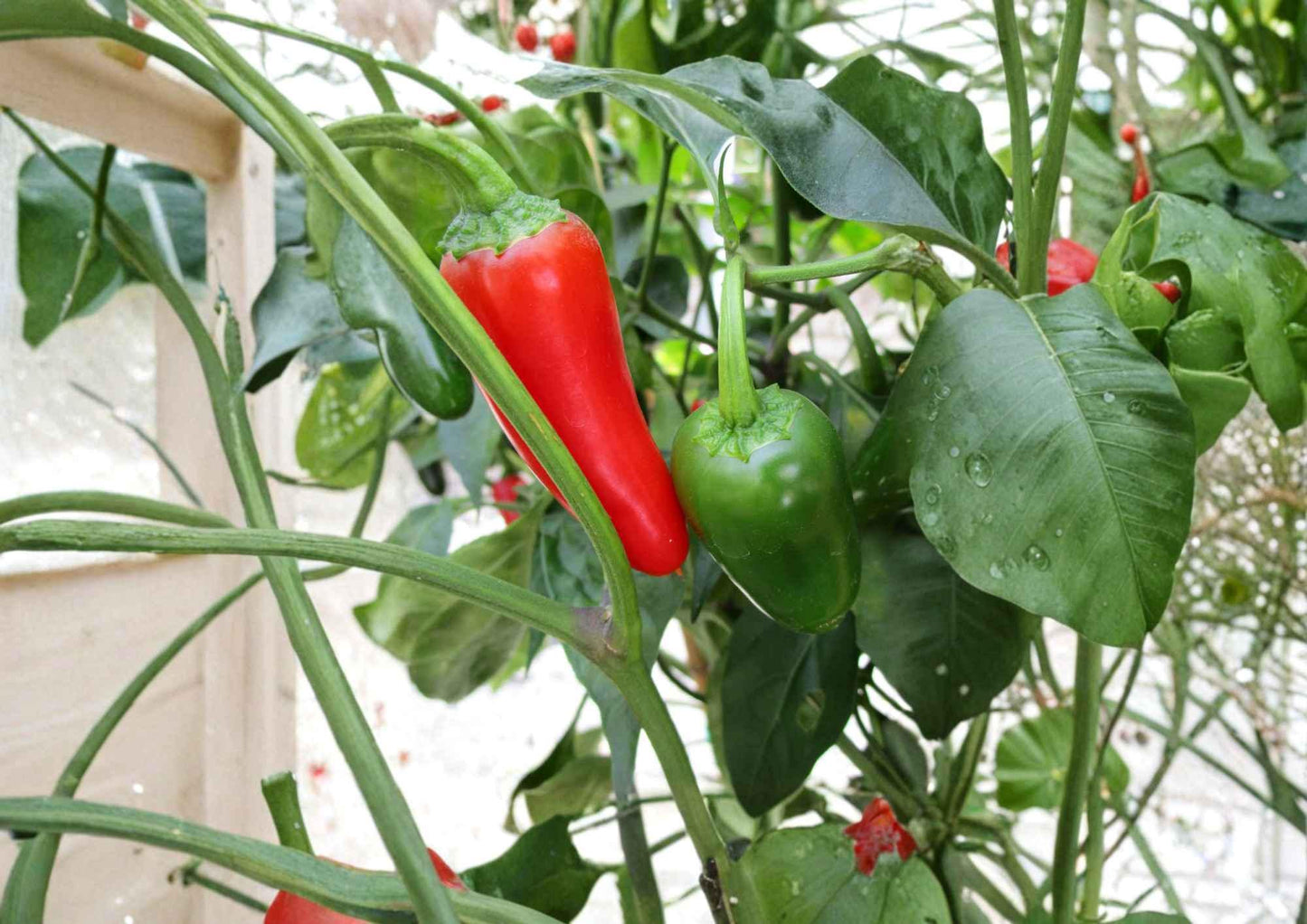 Jalapeno Pepper Seeds - 100+ Heirloom Non-GMO Medium Hot Chili Seeds for Vegetable Garden (Capsicum) - Fast Growing