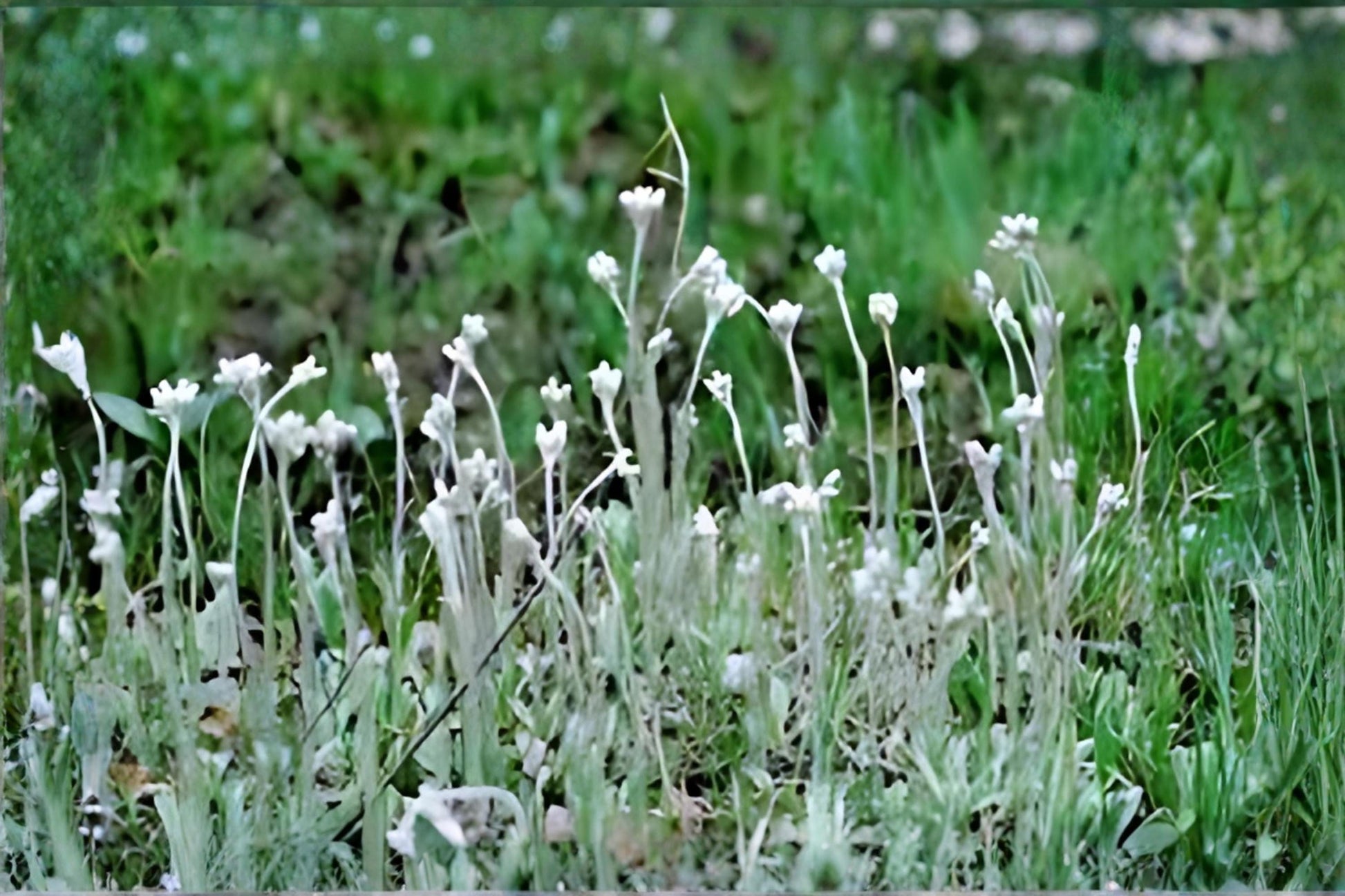 Prairie Pussytoes Seeds (100) | Antennaria neglecta | Drought Tolerant Wildflower for Prairie & Rock Gardens