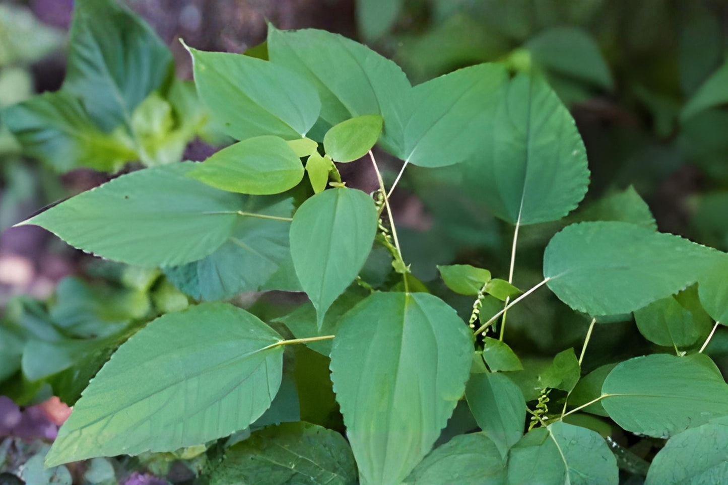 False Nettle Seeds (100) | Boehmeria cylindrica | Native Woodland Plant for Moist Soils & Wildlife Gardens