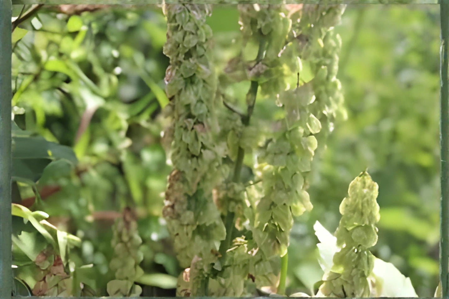Water Dock Seeds 100 ct | Native Wetland Plant for Ponds & Rain Gardens | Rumex orbiculatus | Hardy & Easy to Grow