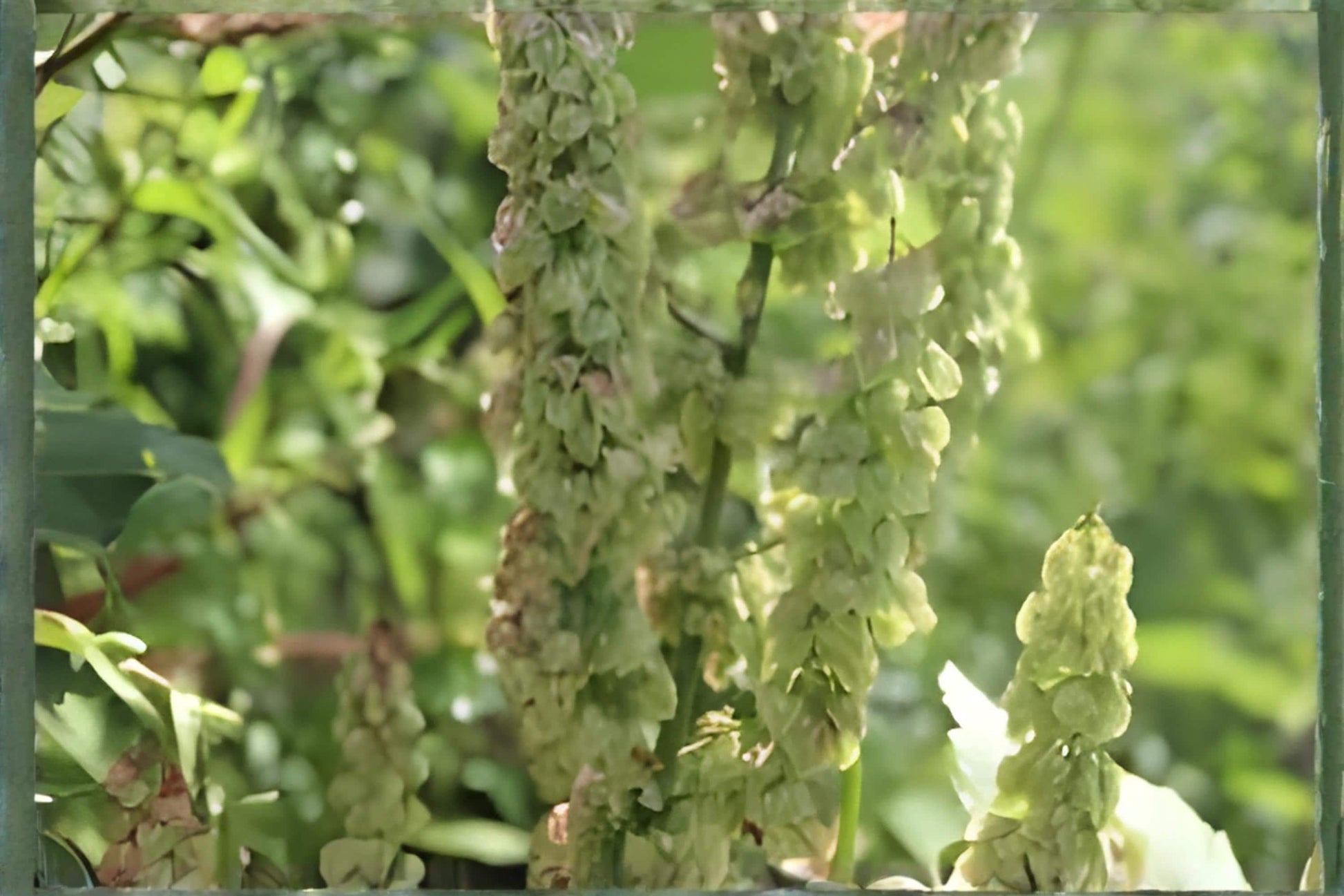 Water Dock Seeds 100 ct | Native Wetland Plant for Ponds & Rain Gardens | Rumex orbiculatus | Hardy & Easy to Grow