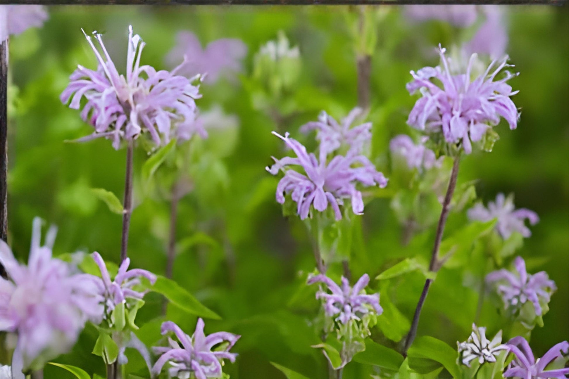 Wild Bergamot Seeds (100) | Fragrant Lavender Blooms | Monarda fistulosa | Pollinator Friendly, Drought Tolerant, Easy to Grow
