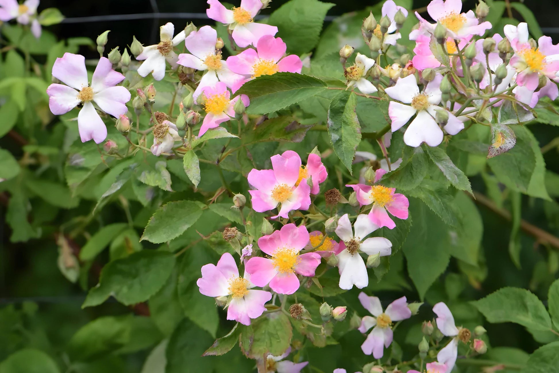 Illinois Rose Seeds (30) | Native Climbing Rose with Pink Blooms | Rosa setigera | Hardy & Fragrant for Wildlife Gardens