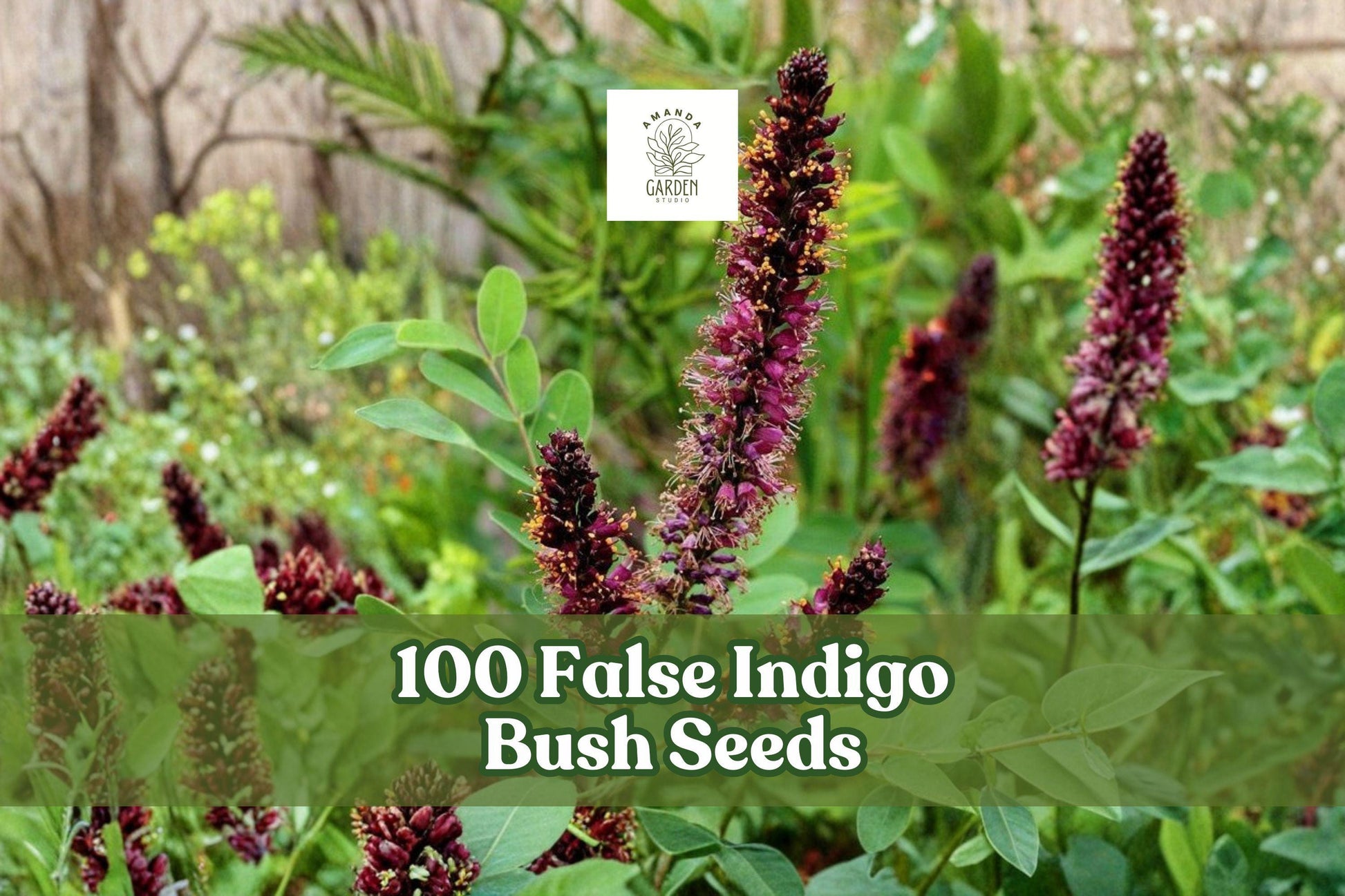 100 False Indigo Bush Seeds - Purple Flowering Shrub - Amorpha fruticosa - Hardy Perennial for Landscape & Garden Borders
