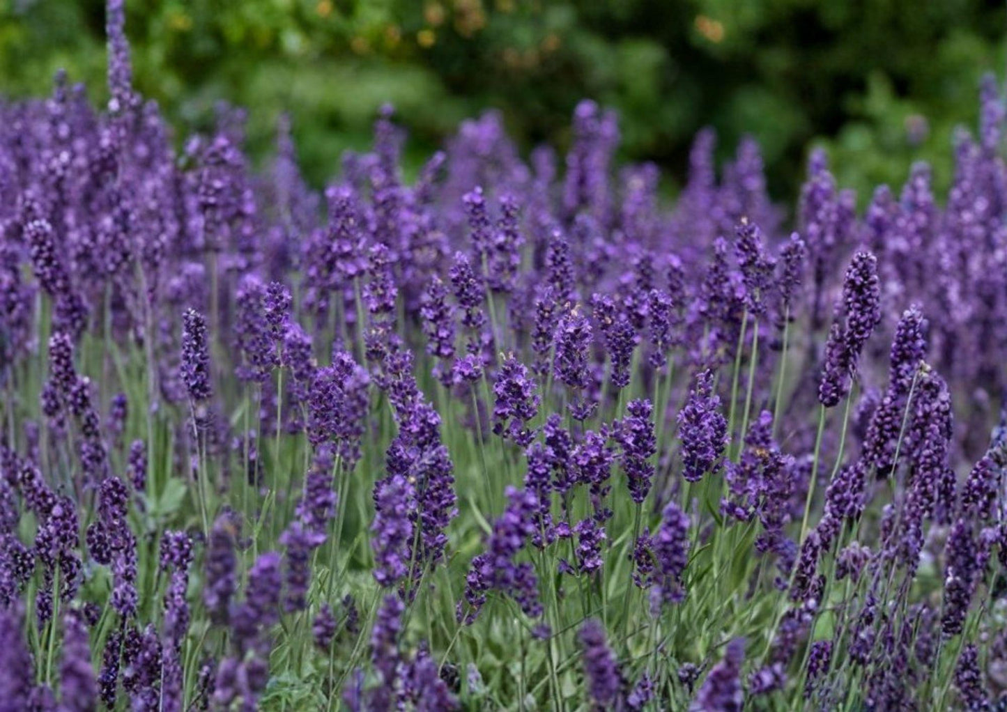 600+ Lavender Seeds - Heirloom Non-GMO Aromatic Herb - Lavandula Angustifolia - Fast Growing Purple Flower Garden Seeds