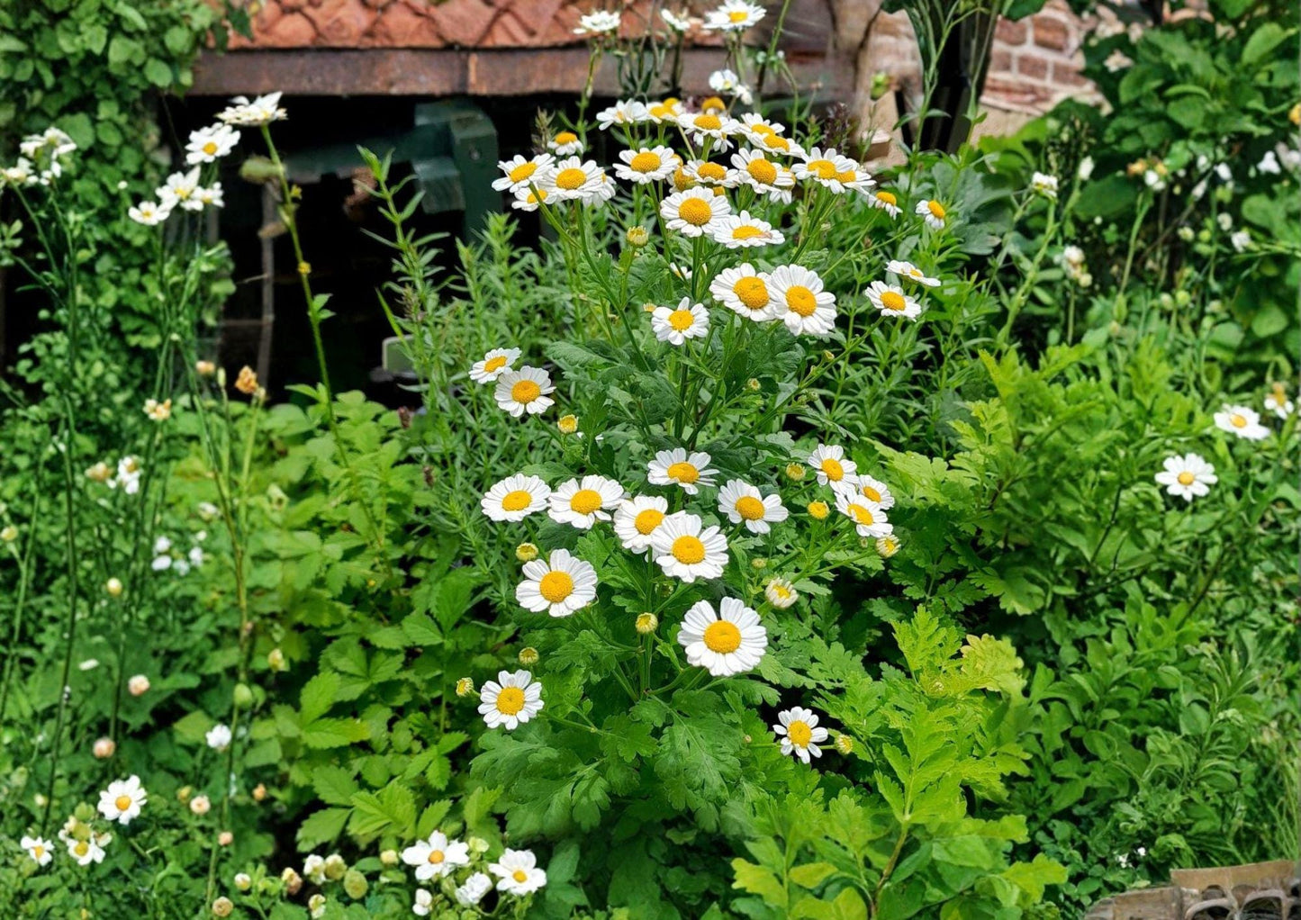 Feverfew Seeds 500+ Heirloom Non-GMO Tanacetum Parthenium Medicinal Herb Perennial Daisy Flower Garden Planting Seeds