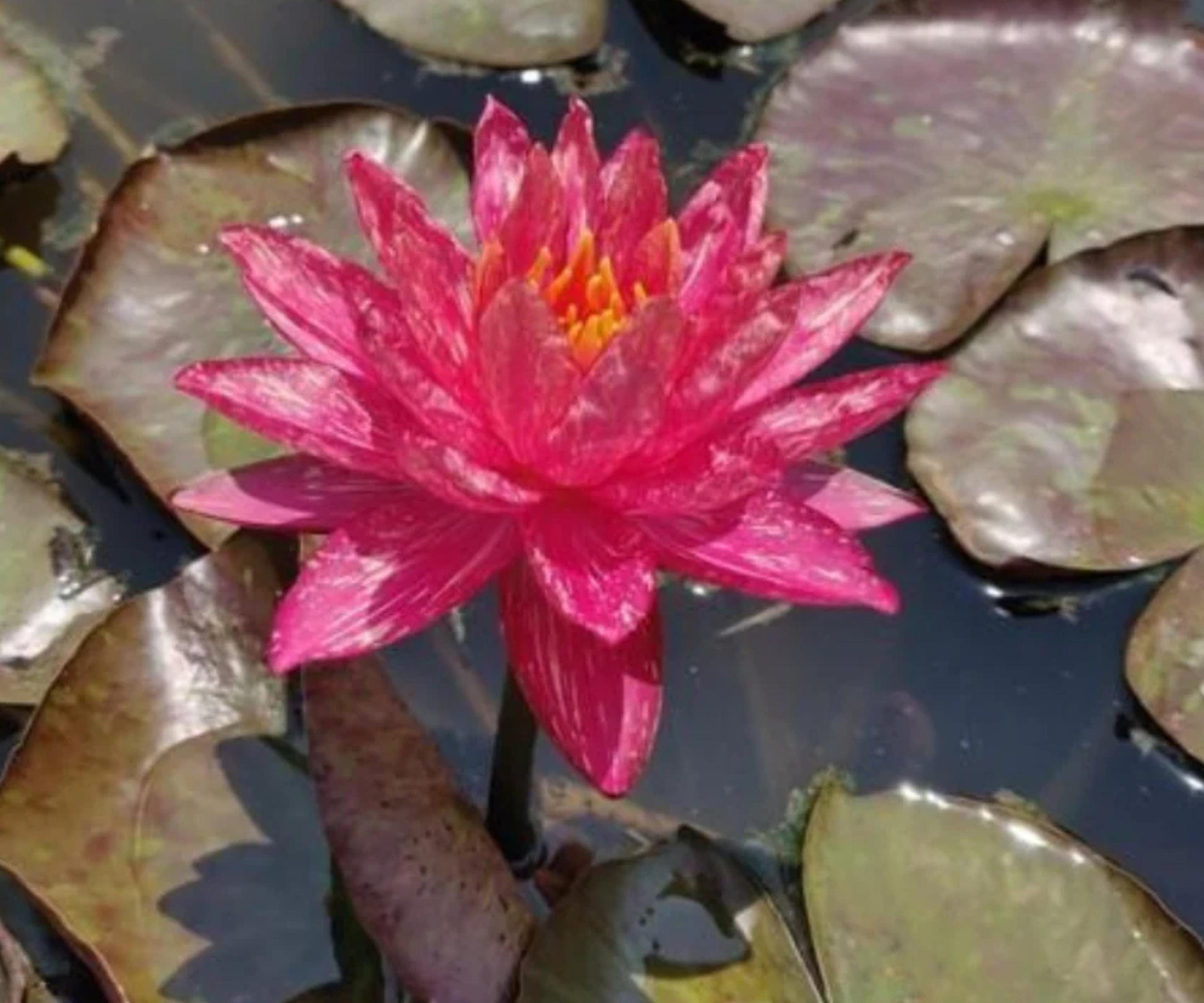 Wanvisa Water Lily Plant – 2 Gallon – Red Hardy Nymphaea – Changeable Flowers for Aquatic Gardens & Ponds