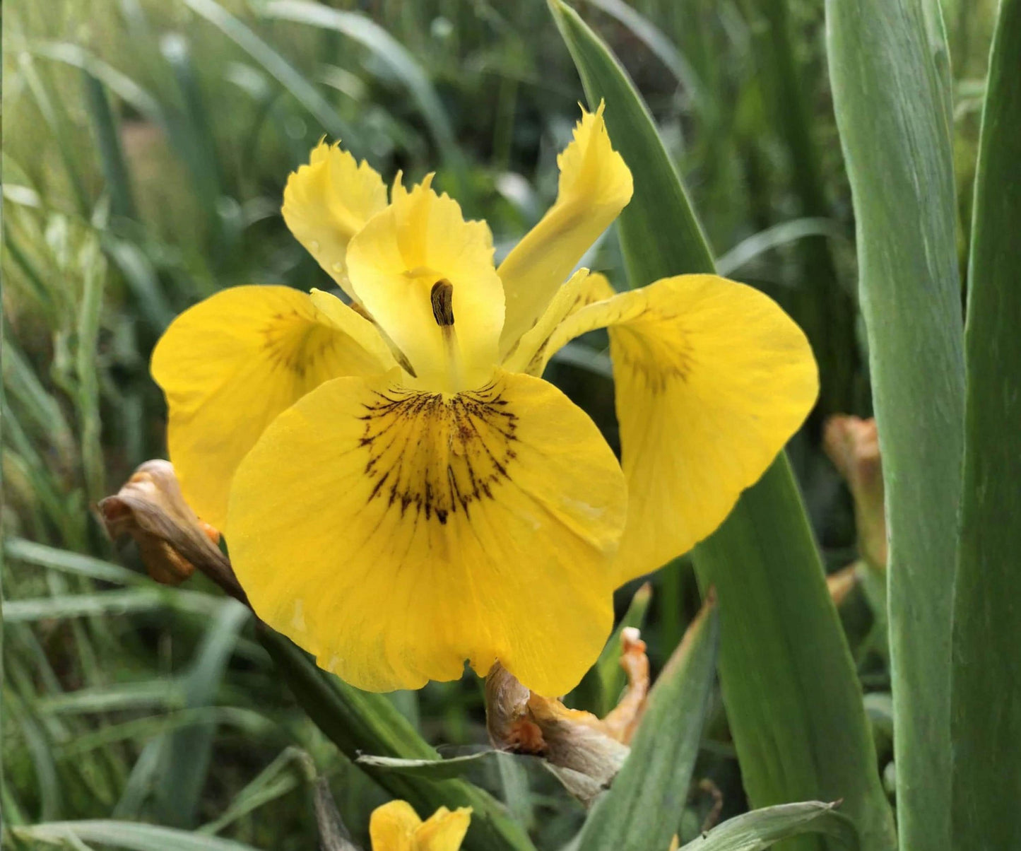 Yellow Flag Iris Live Pond Plant - Hardy Yellow Aquatic Marginal Flower - Iris pseudacorus - Perfect for Water Gardens