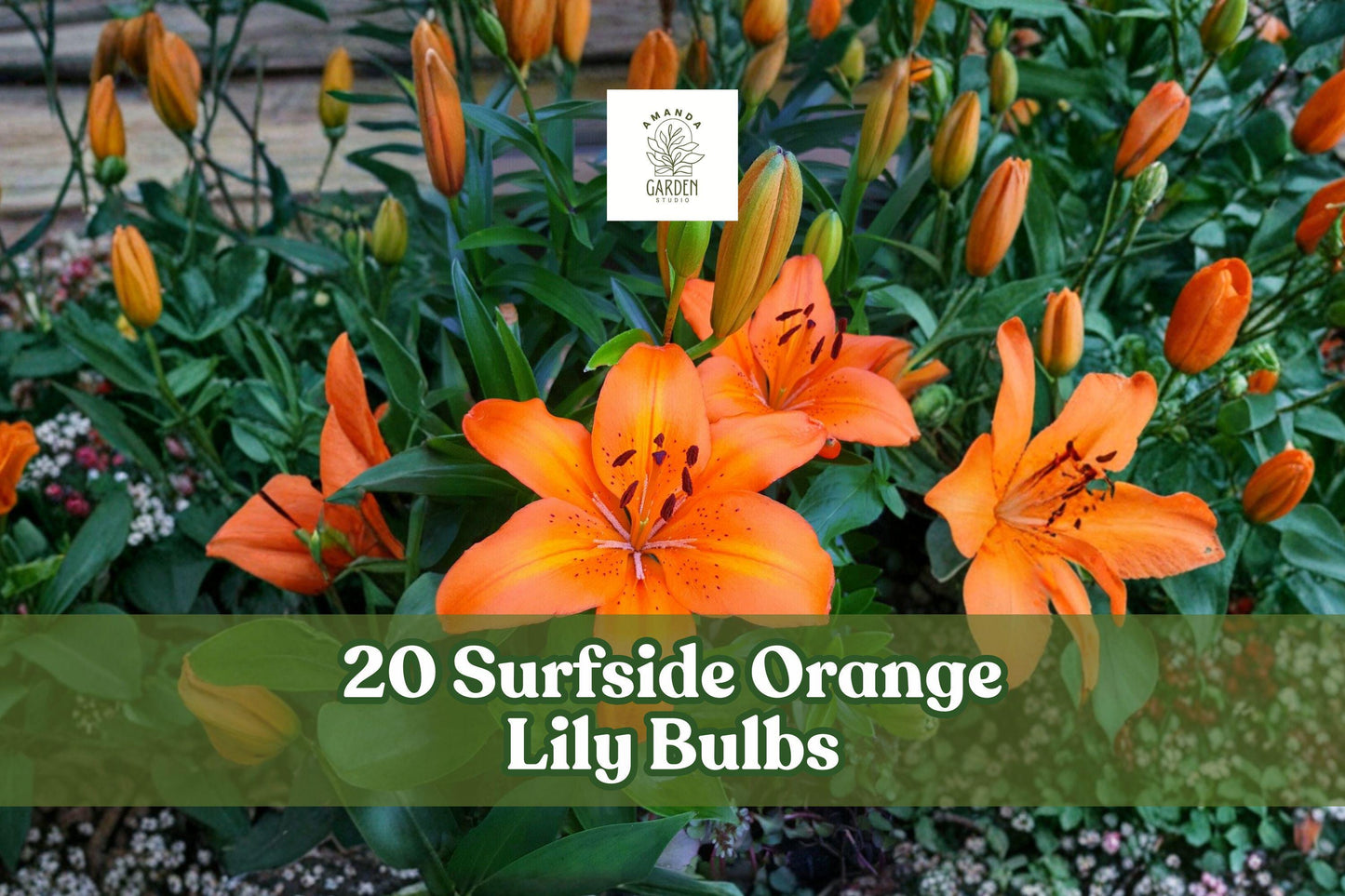 20 Surfside Orange Lily Bulbs - Bright Orange Asiatic Lilies (Lilium spp.) for Garden Beds & Cut Flowers
