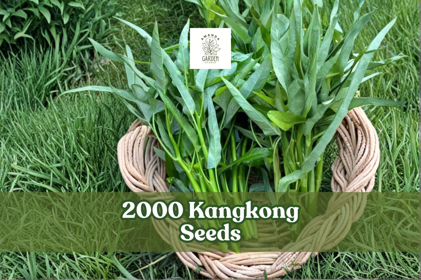 2000 Kangkong Seeds - Ong Choy Water Spinach - Fast-Growing Leafy Vegetable - Ipomoea aquatica - Easy Home Gardening