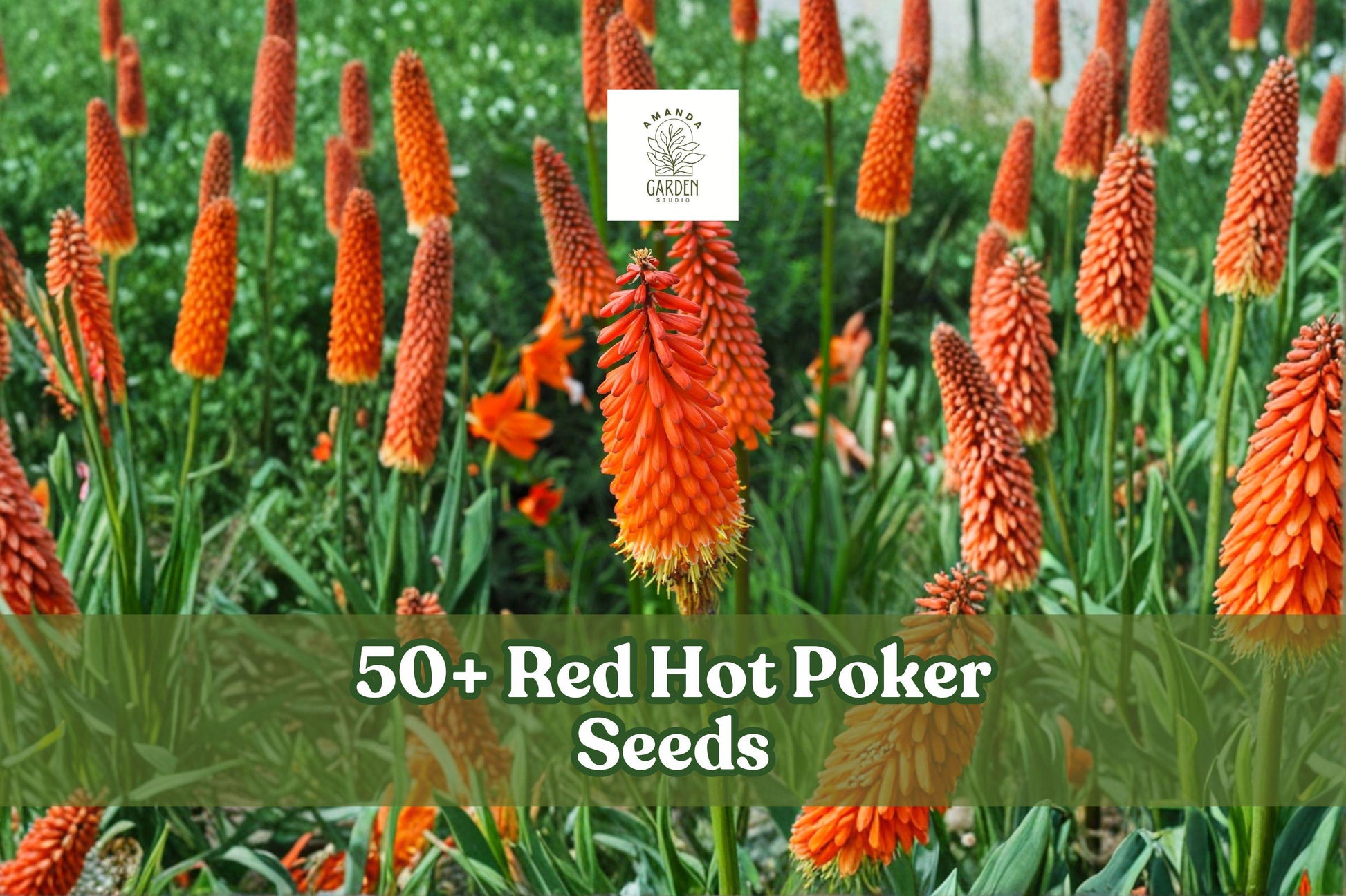 Red Hot Poker Seeds - 50+ Perennial Kniphofia uvaria - Vibrant Red & Yellow Blooms for Garden Beds and Borders