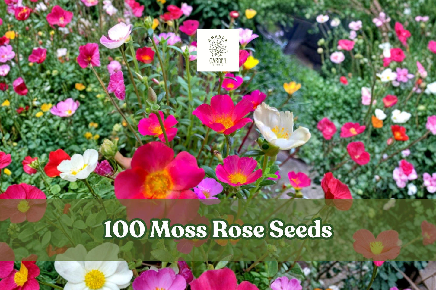 100 Moss Rose Seeds - Colorful Flower Mix - Portulaca grandiflora - Low-Maintenance Annual for Containers & Gardens