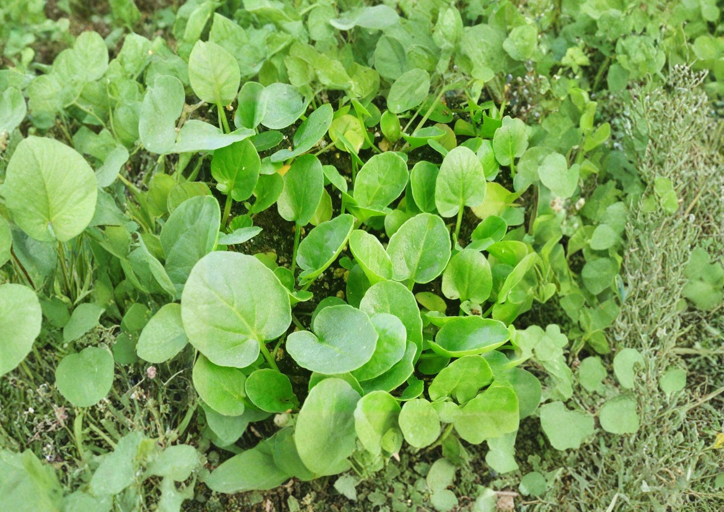 600 Upland Cress Seeds Heirloom Non-GMO Peppery Salad Green Fast Growing Leafy Herb Barbarea Verna for Vegetable Garden
