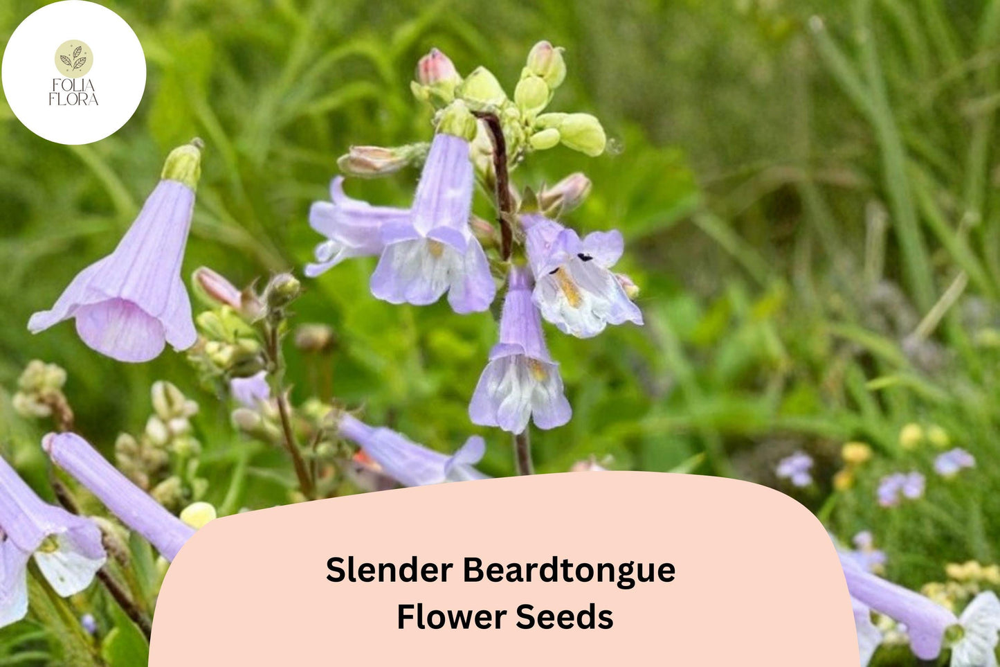 Slender Beardtongue Seeds – 100 Count – Purple Wildflower for Pollinator & Prairie Gardens – Penstemon gracilis