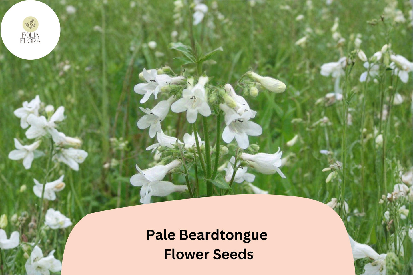 Pale Beardtongue Seeds - 100 Pack - Native White Wildflower - Penstemon pallidus - Perennial Garden Plant for Pollinators