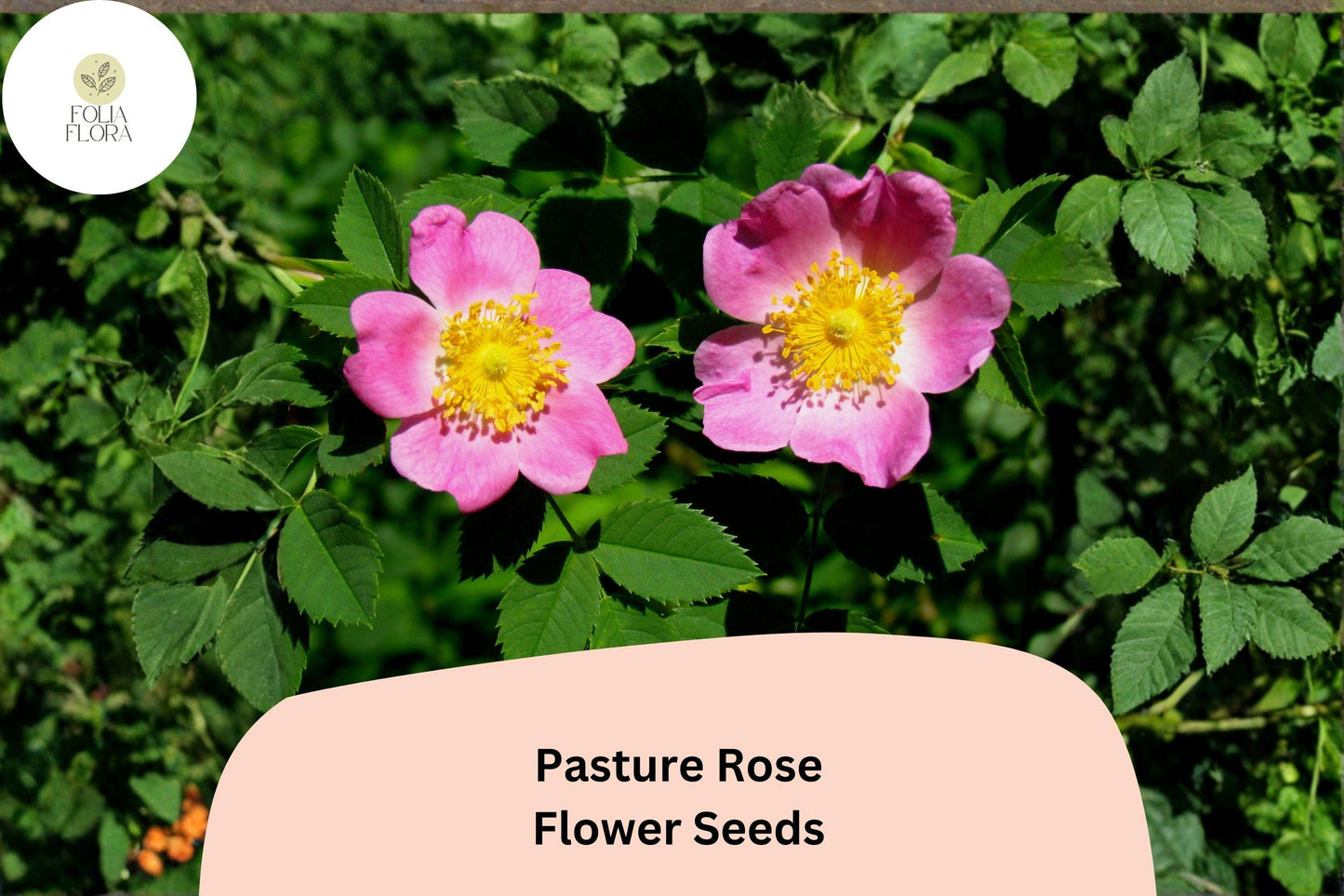 Pasture Rose Seeds - 10 Rosa carolina - Native Pink Wild Rose for Wildlife Gardens, Perennial Shrub, Pollinator Friendly