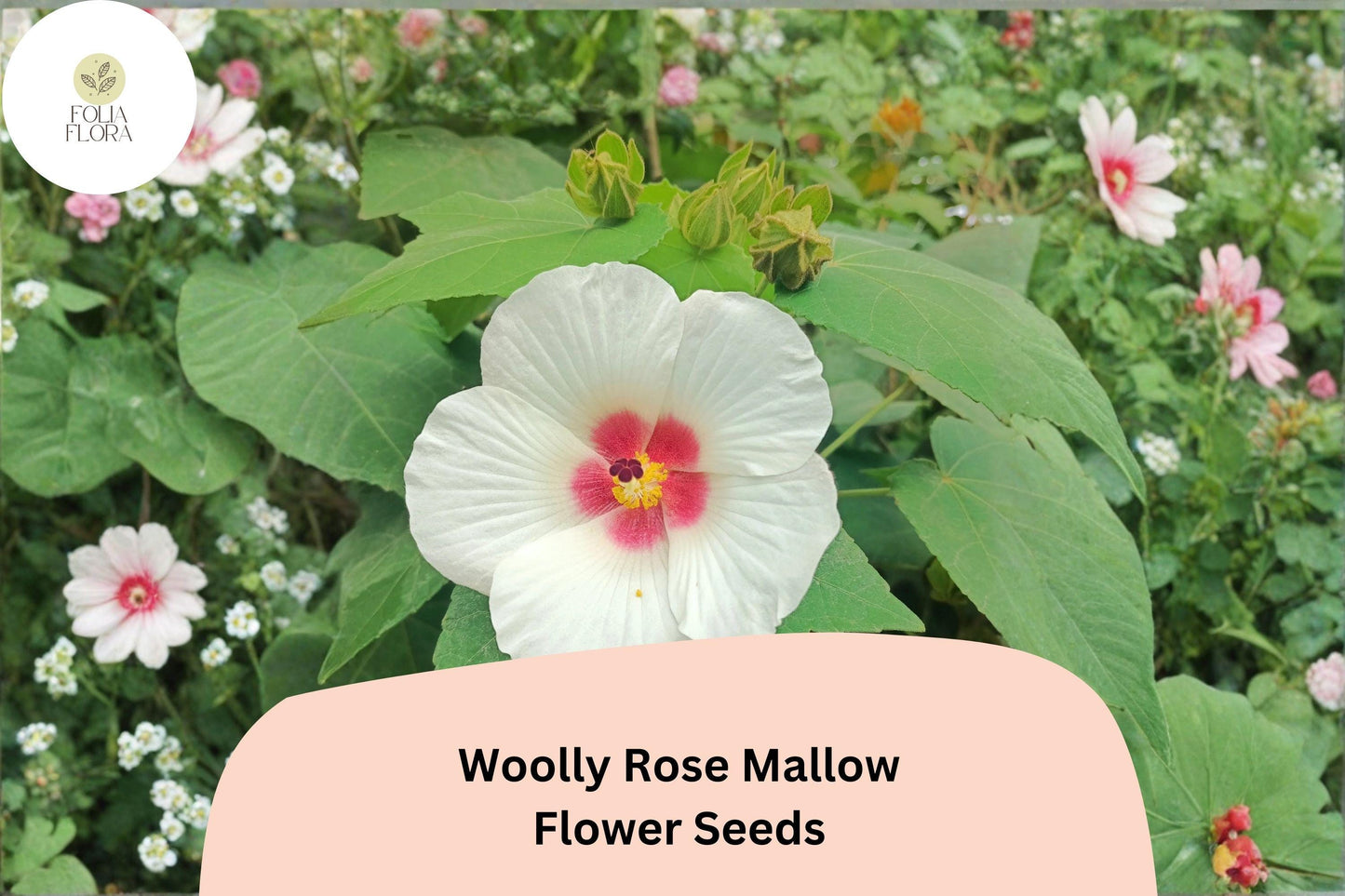Woolly Rose Mallow Seeds – 25 Hibiscus lasiocarpos – Native White Hardy Hibiscus with Red Center for Wetland Gardens
