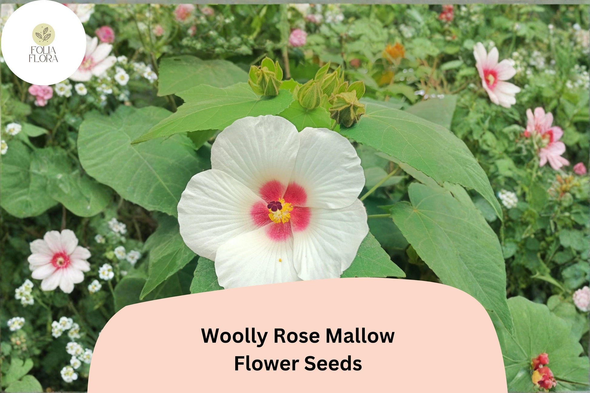 Woolly Rose Mallow Seeds – 25 Hibiscus lasiocarpos – Native White Hardy Hibiscus with Red Center for Wetland Gardens
