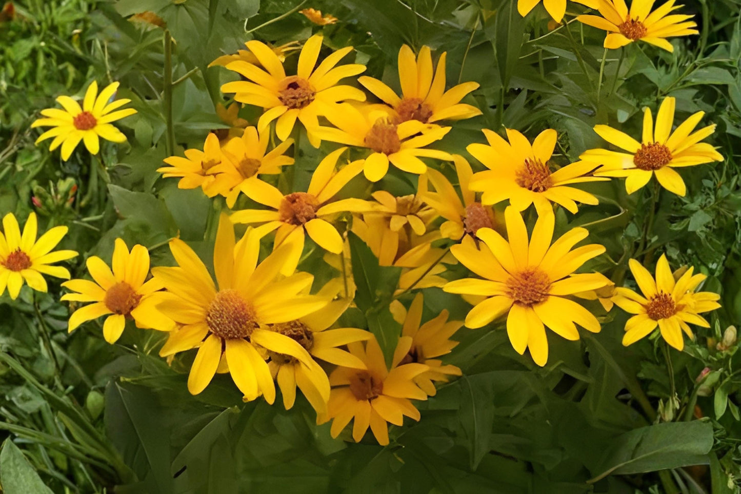 False Sunflower Seeds (100) - Heliopsis Helianthoides - Bright Yellow Daisy-Like Blooms for Pollinator Gardens