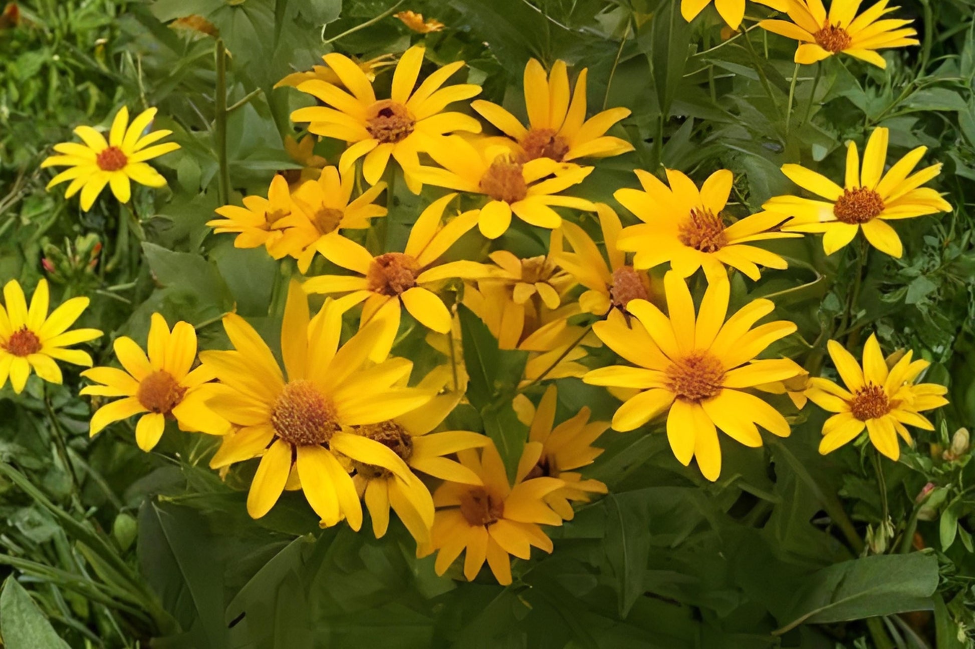 False Sunflower Seeds (100) - Heliopsis Helianthoides - Bright Yellow Daisy-Like Blooms for Pollinator Gardens
