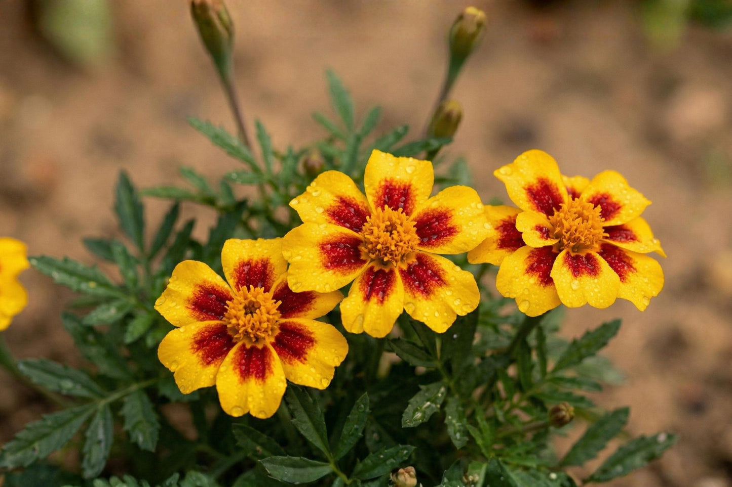 Dainty Marietta Marigold Seeds (100) - Golden-Yellow with Red Centers, Tagetes patula, Compact for Borders & Containers
