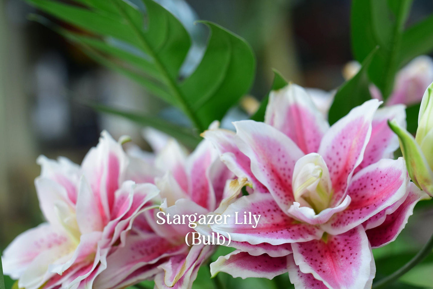 Stargazer Lily Bulb - 1 Live Bulb, Fragrant Red White Oriental Flower, Lilium ‘Stargazer’ for Garden and Bouquets