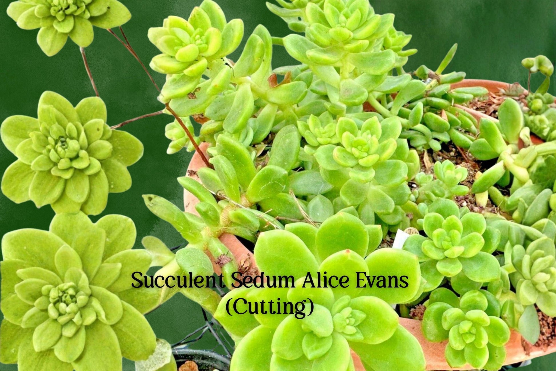 Sedum Cuttings - 5 Live Alice Evans Stonecrop Succulent - Sedum ‘Alice Evans’ - Trailing Rosette with White Flowers