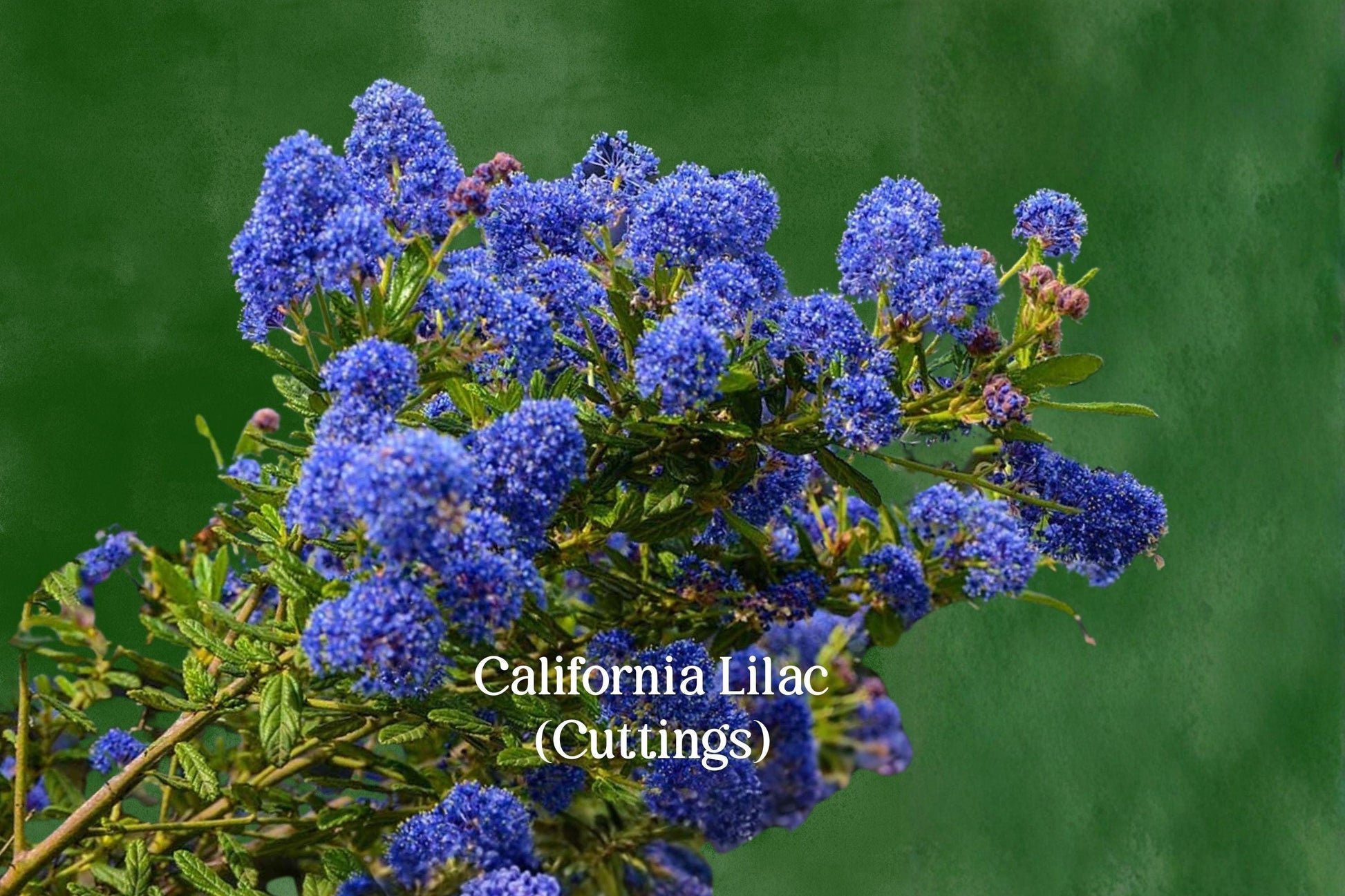 California Lilac Cuttings - 3 Live Unrooted Cuttings - Blue Flowering Evergreen - Ceanothus