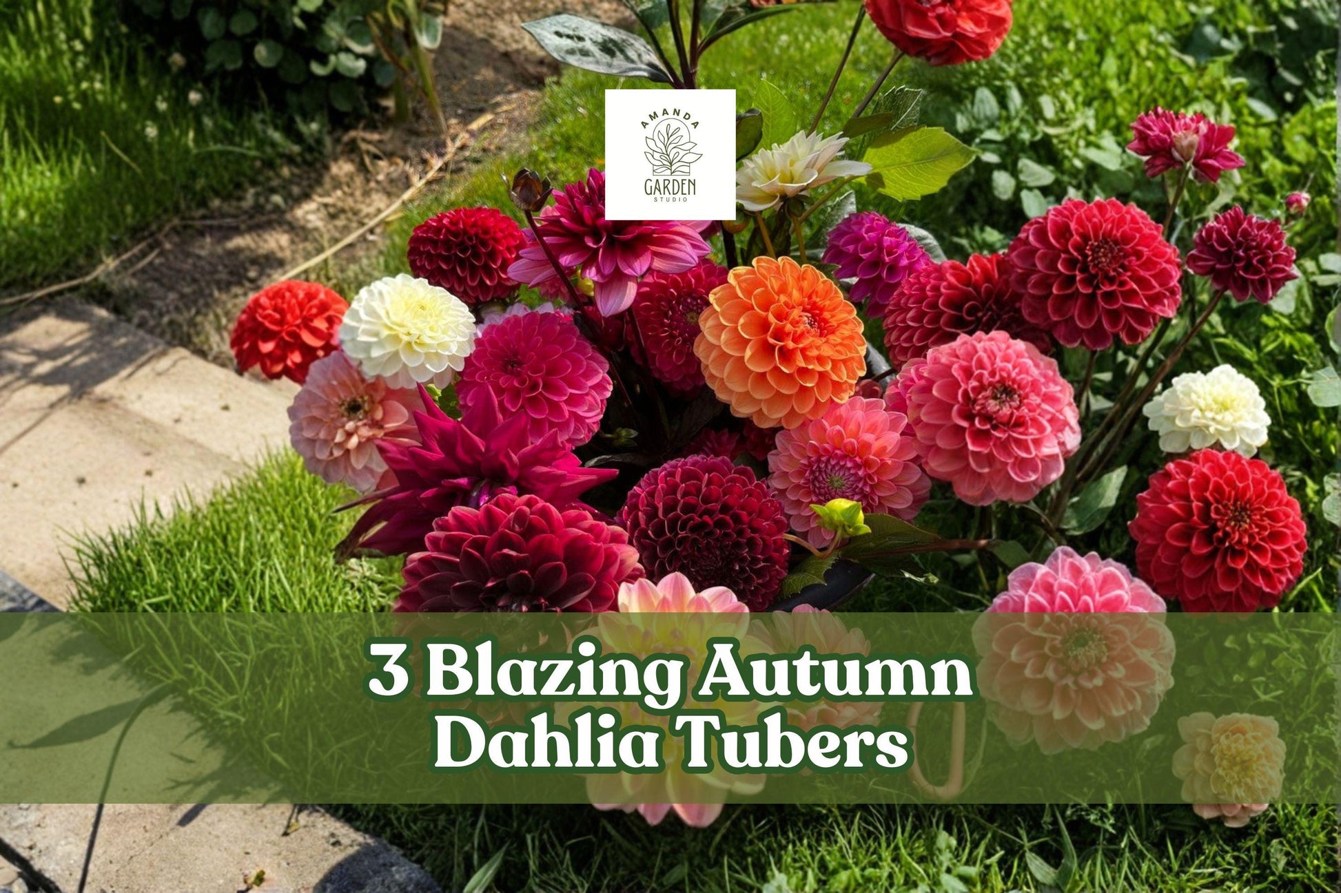 3 Dahlia Tubers - Blazing Autumn Mixed Color Blooms - Dahlia spp. - Perennial Tuber for Garden, Containers, Cut Flowers