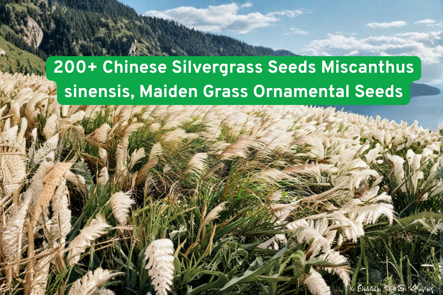200+ Chinese Silvergrass Seeds, Miscanthus sinensis, Ornamental Maiden Grass for Low-Maintenance Landscaping, Drought Tolerant