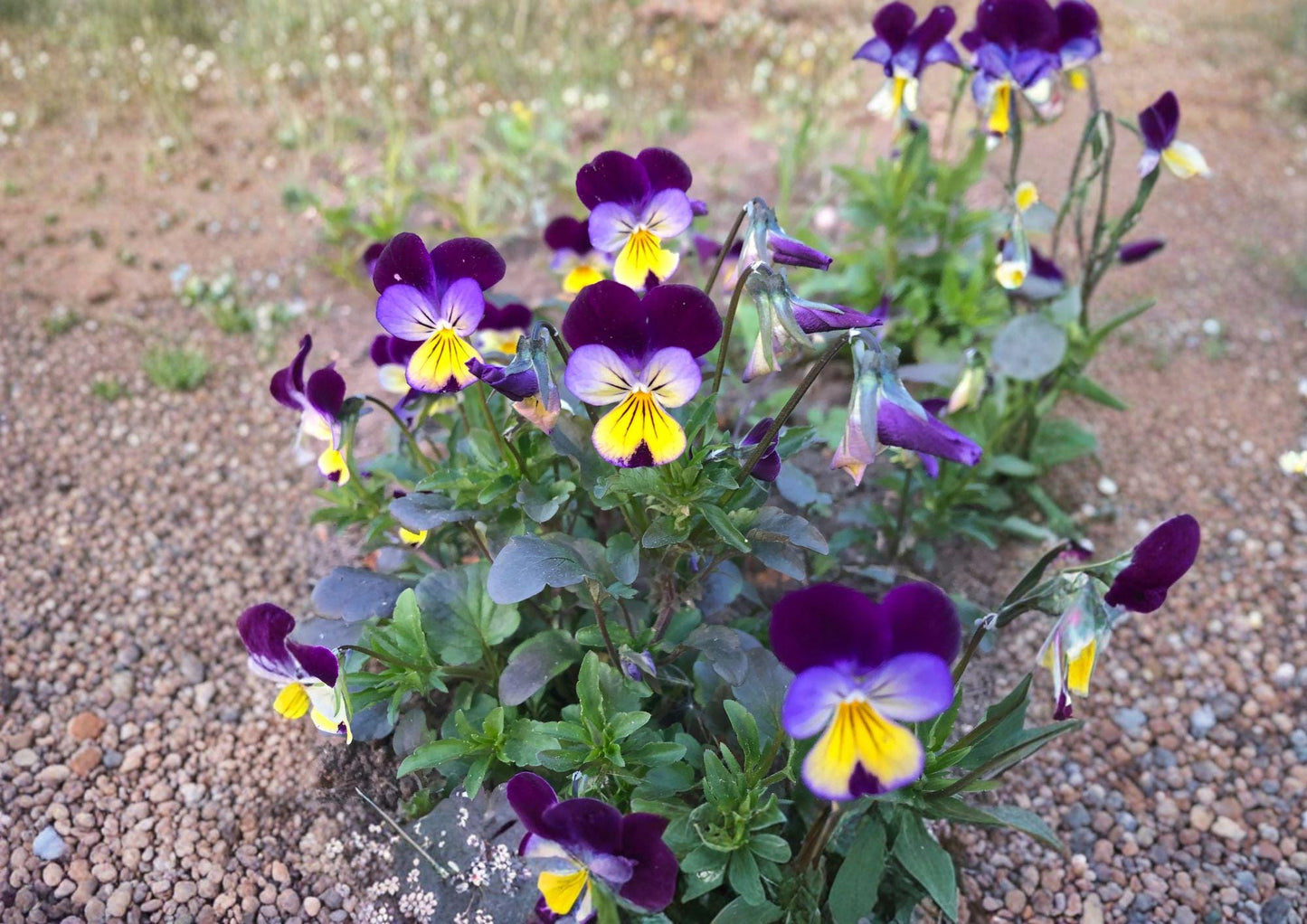 Johnny Jump Up Seeds - 500+ Heirloom Viola Tricolor Non-GMO Flower Seeds for Colorful Wildflower Garden Planting