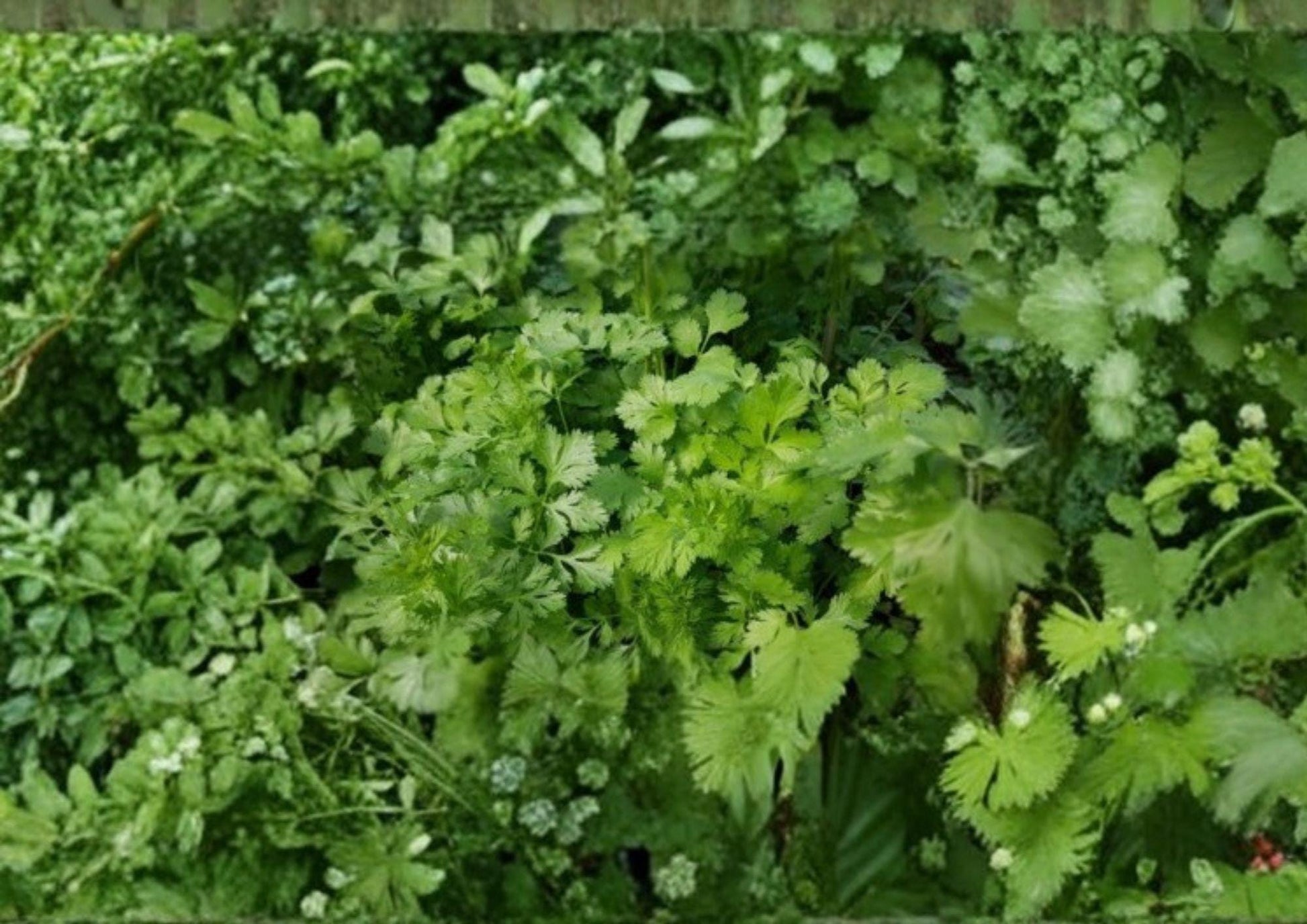 Cilantro Seeds 200+ Heirloom Non-GMO Coriandrum Sativum Culinary Herb Garden Seeds Fresh Leaf Spice