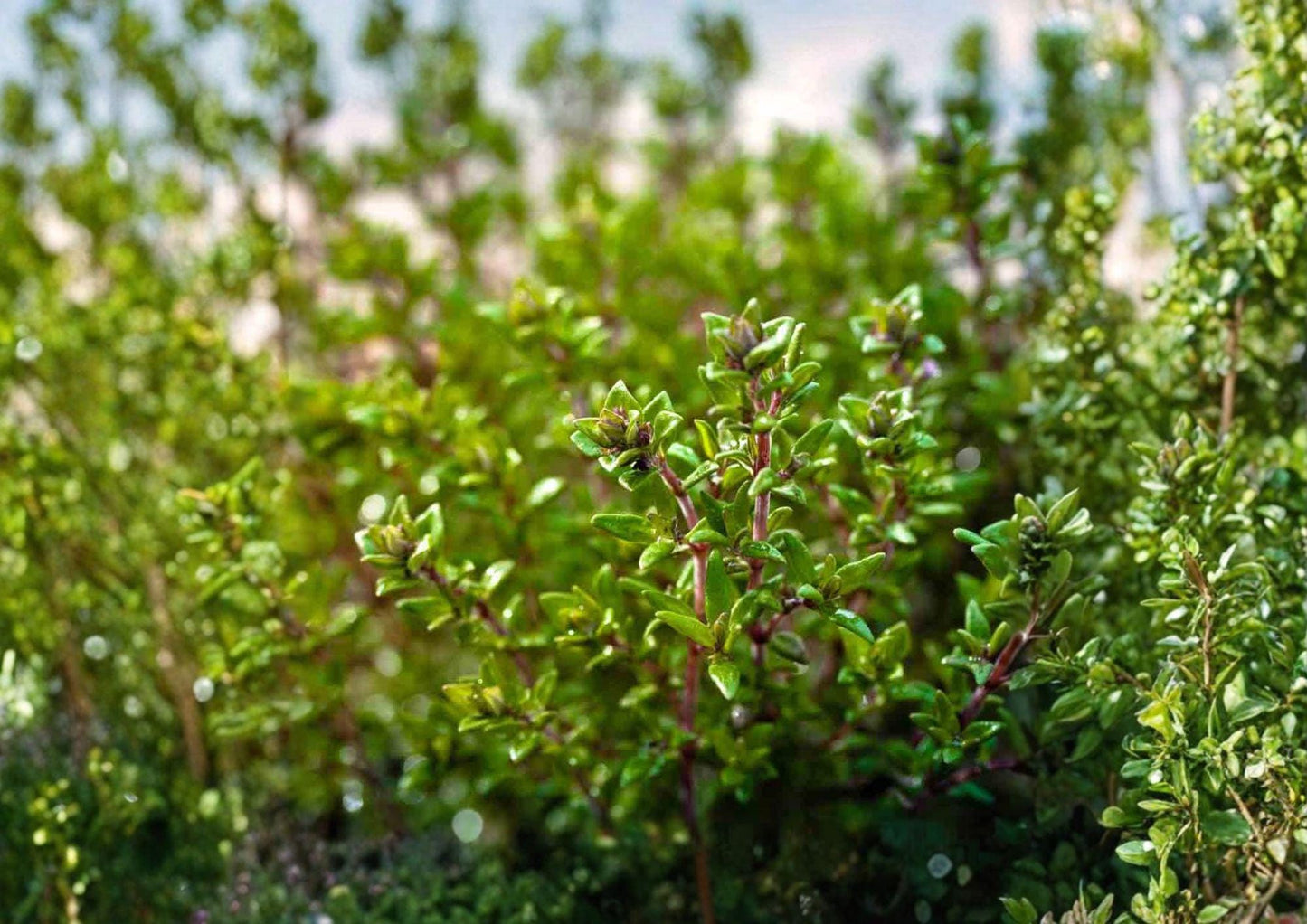 Thyme Seeds 1000+ Heirloom Non-GMO Aromatic Culinary Herb Thymus Vulgaris Perennial Garden Planting Seeds